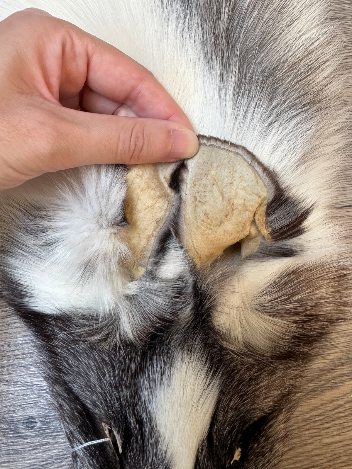Marble Frost fox pelt (3)