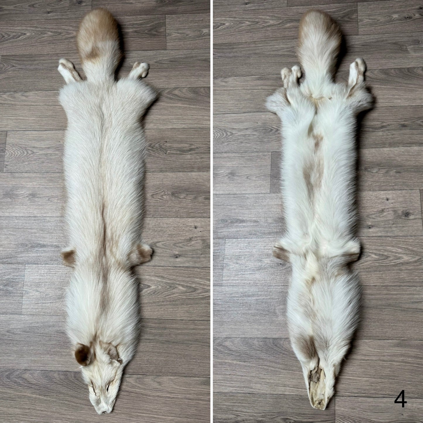 Smokey Snow Glow Whitemark fox pelt (4)