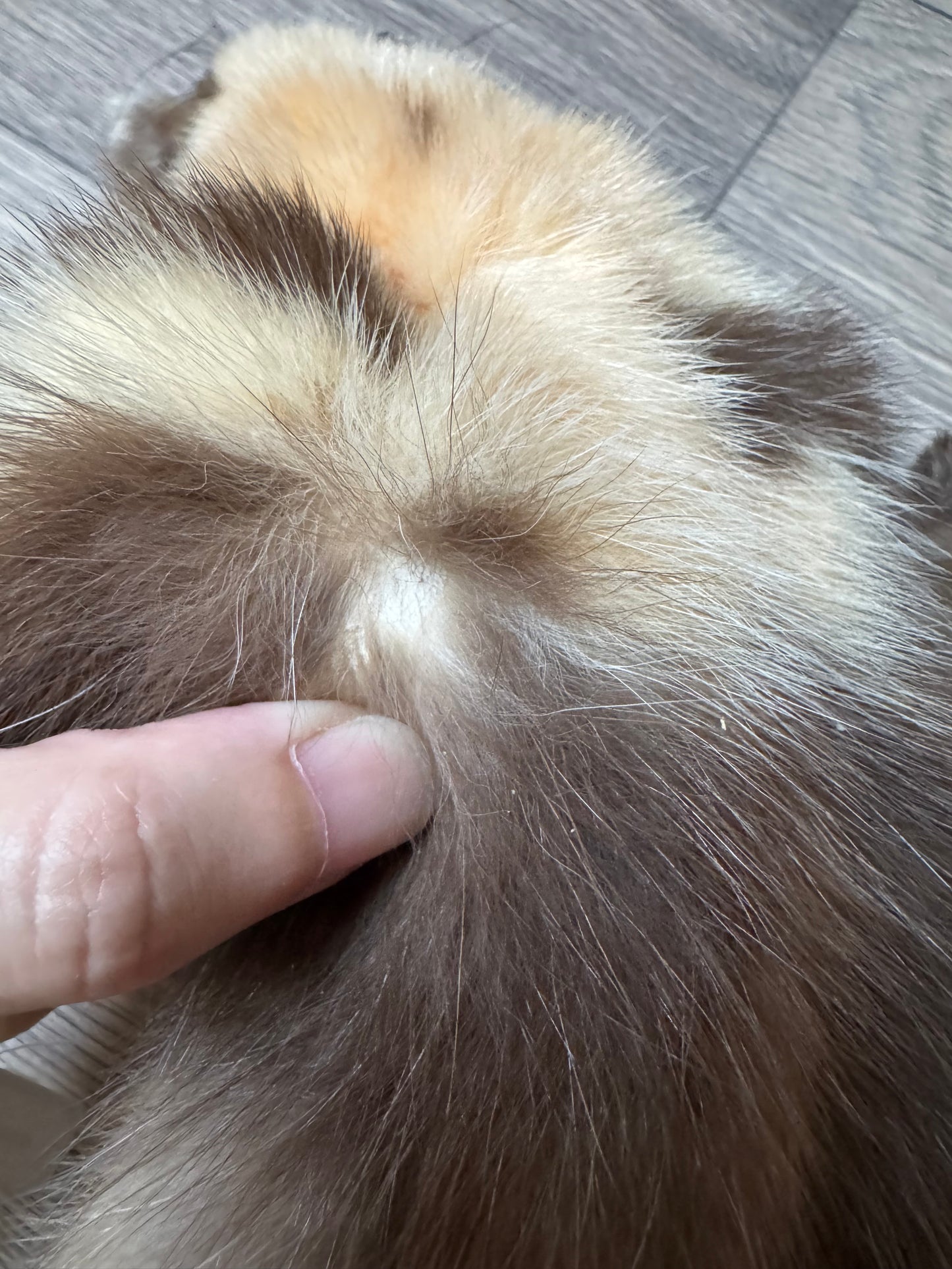 Male pine marten mountable pelt (1)