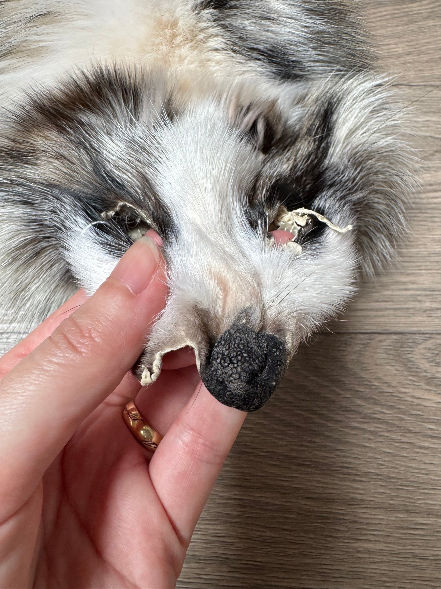 Marble tanuki pelt (16)