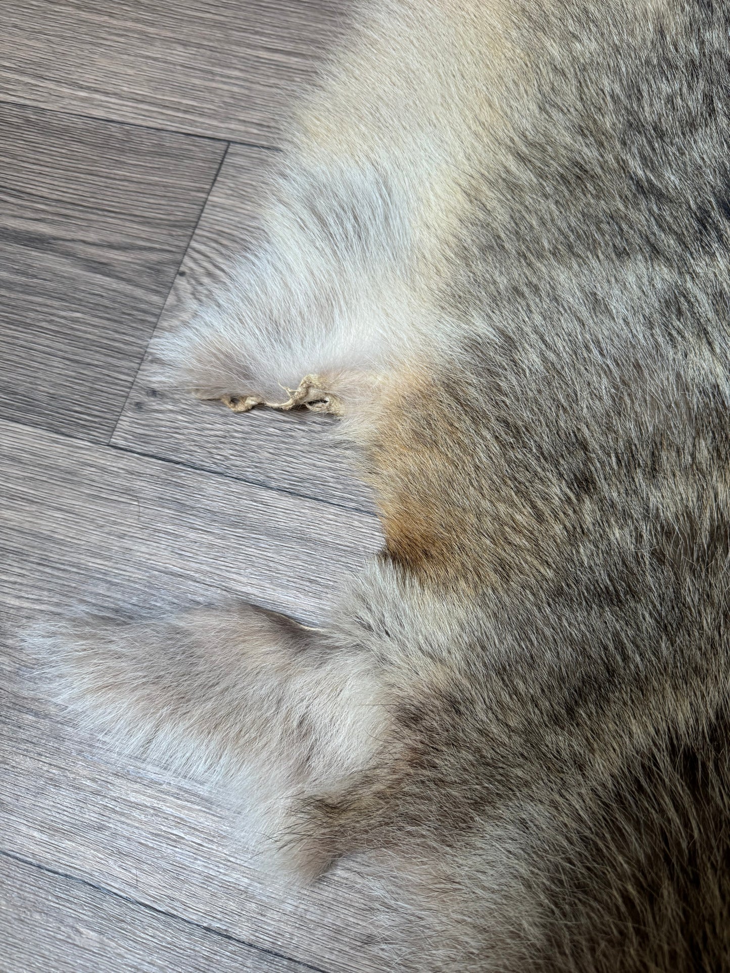 Coyote pelt (14)