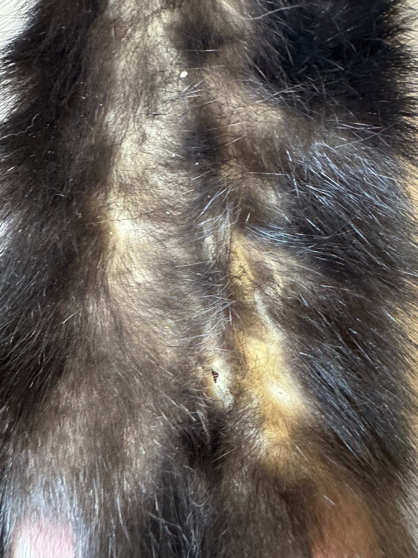 Male skunk mountable pelt (1)