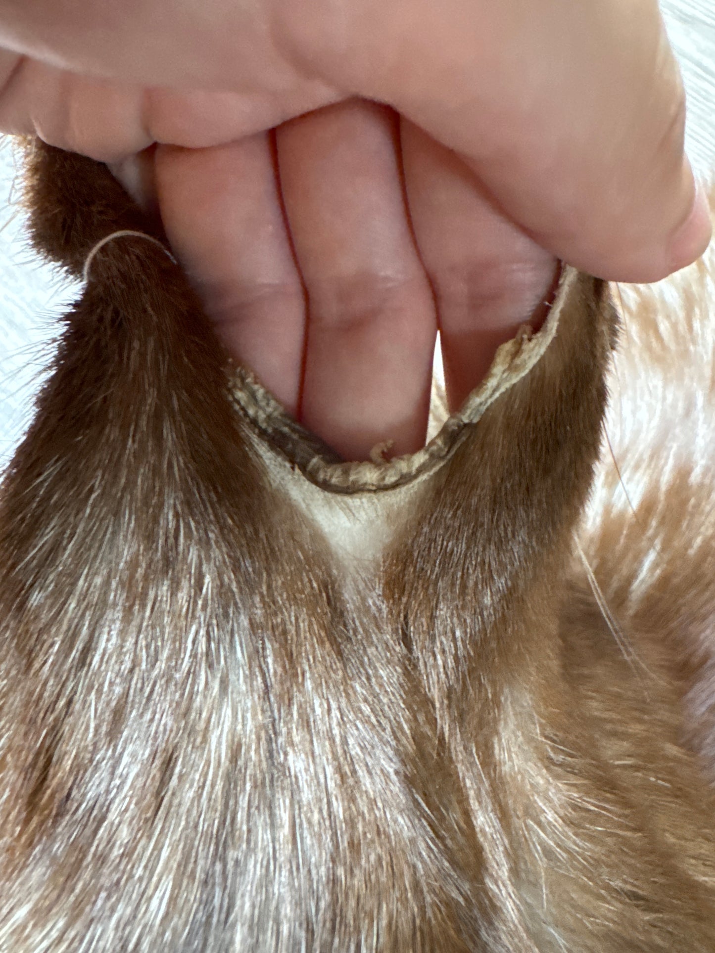 Burgundy fox pelt (1)