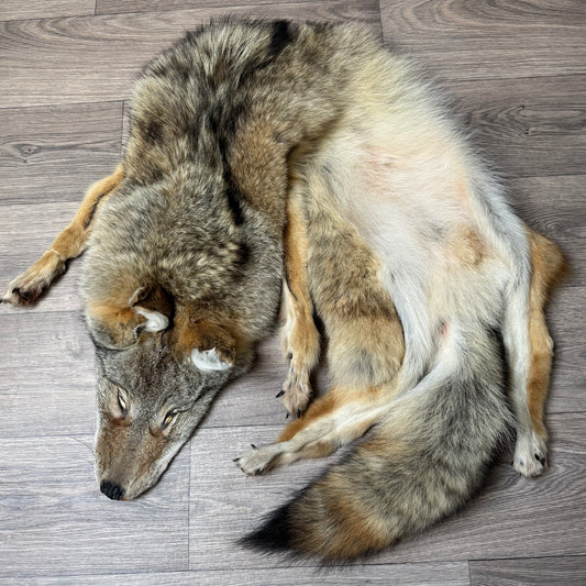 Male coyote mountable pelt (1)