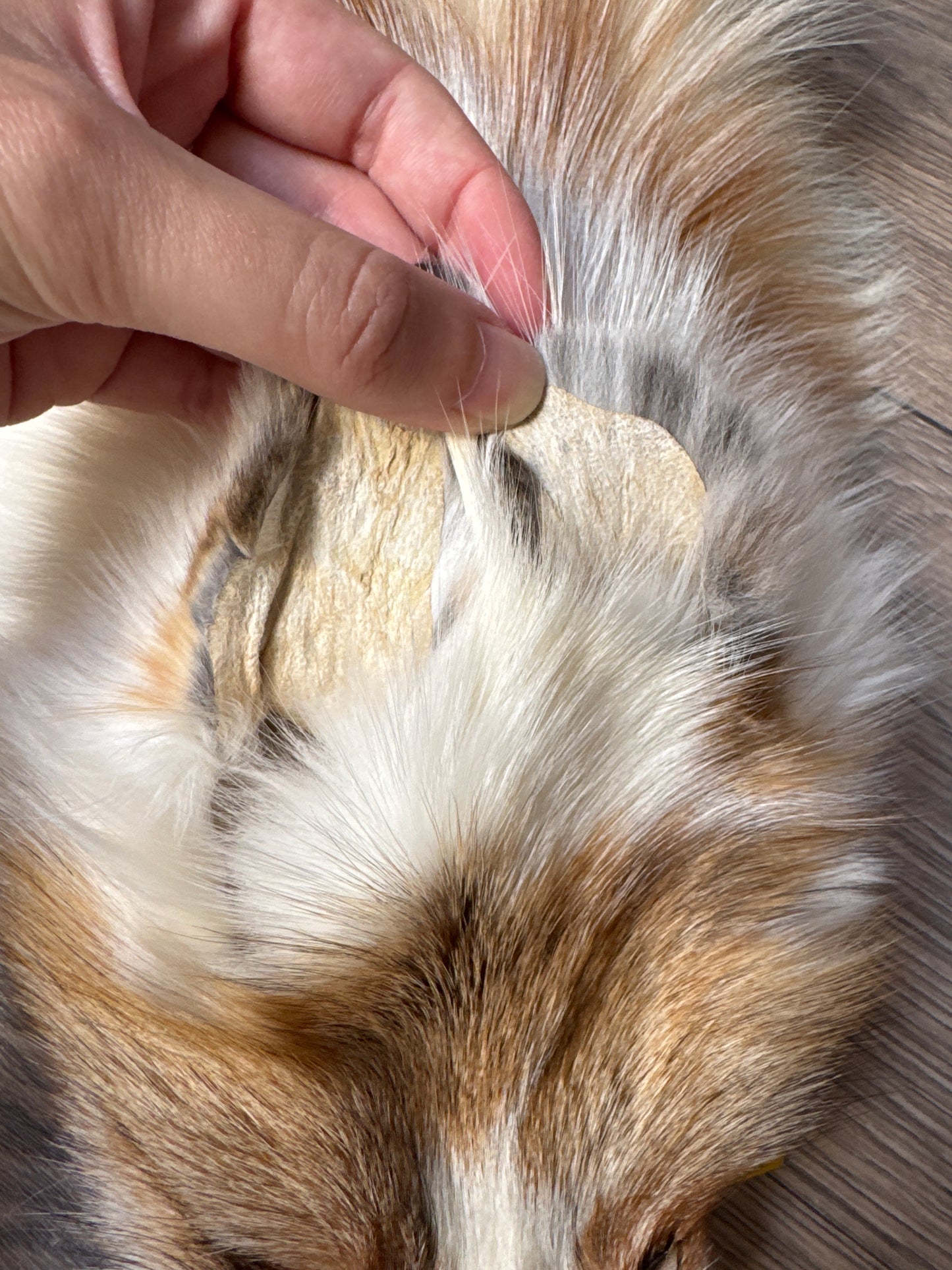 Sun Glow fox pelt (5)