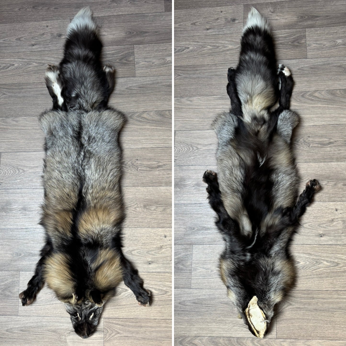 Male Cross mountable pelt (tag 129)