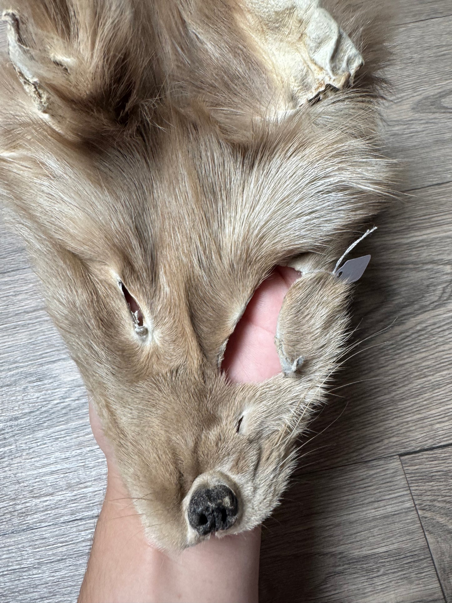 Amber fox pelt (5)