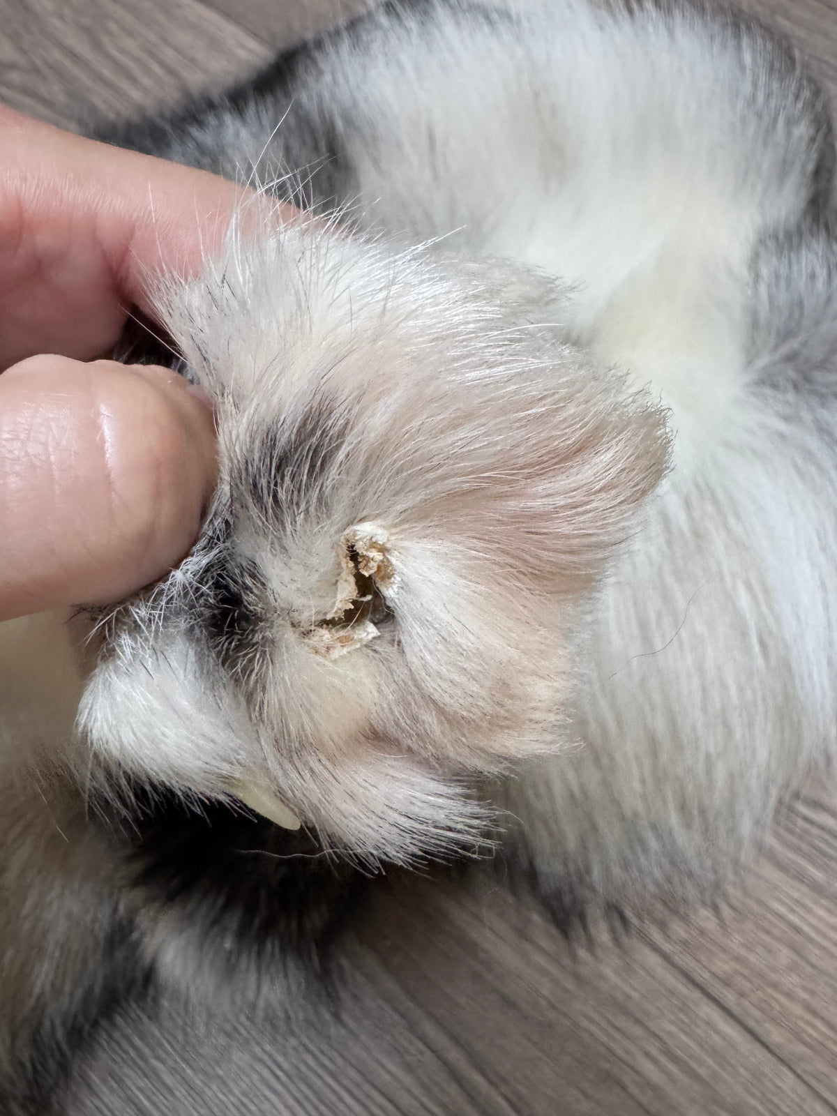 Female Smokey Ringneck fox mountable pelt (tag 93)
