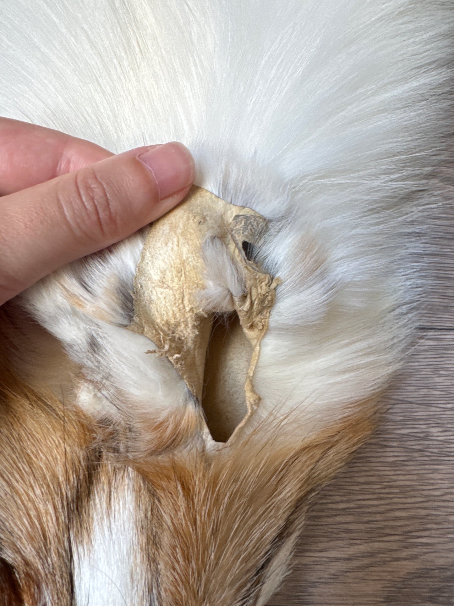 Sun Glow fox pelt (26)
