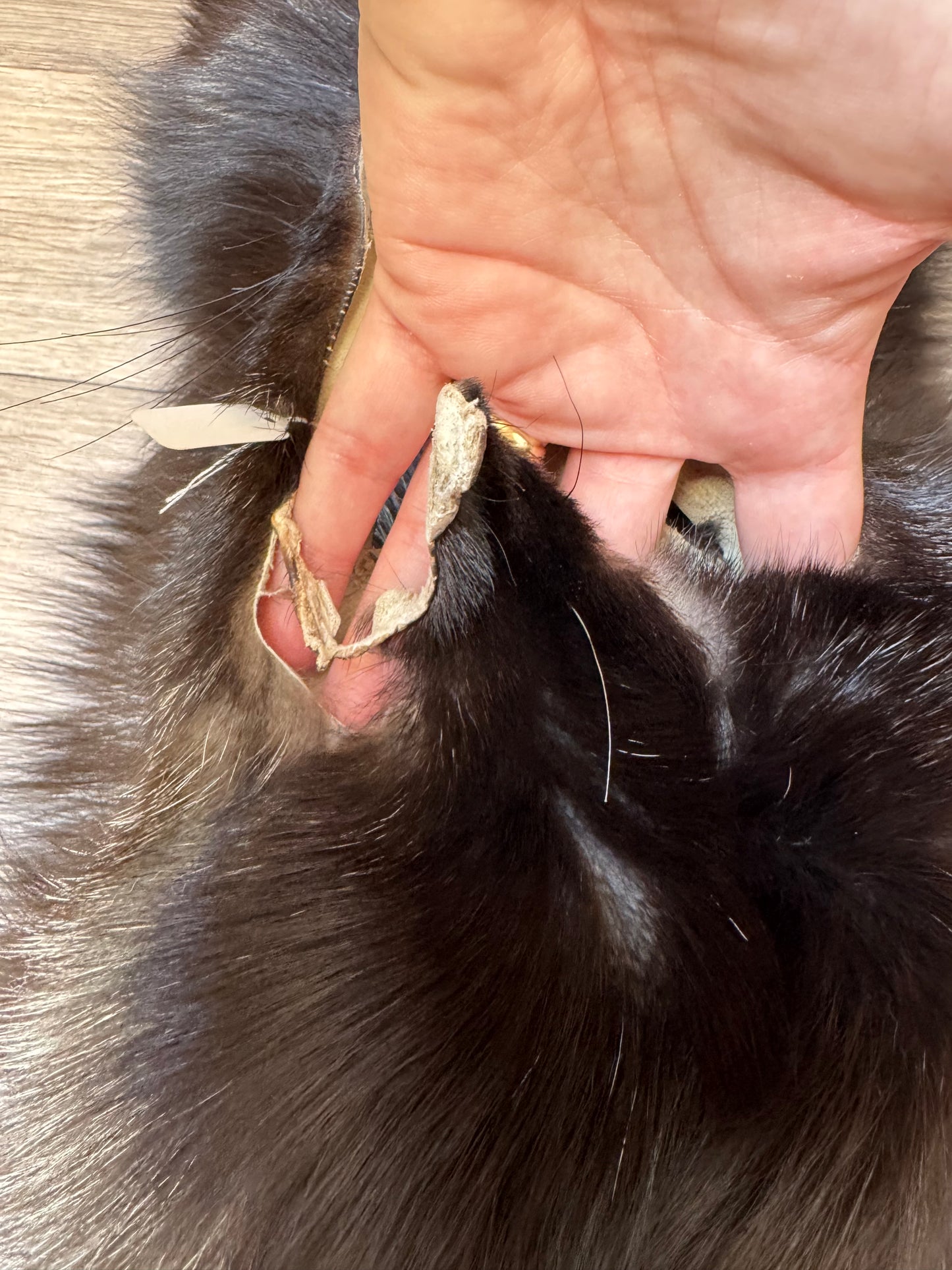 Silver fox pelt (11)