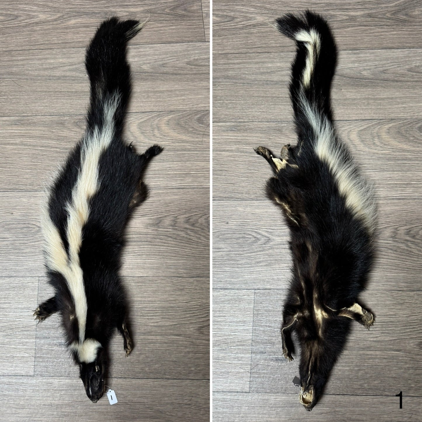 Male skunk mountable pelt (1)