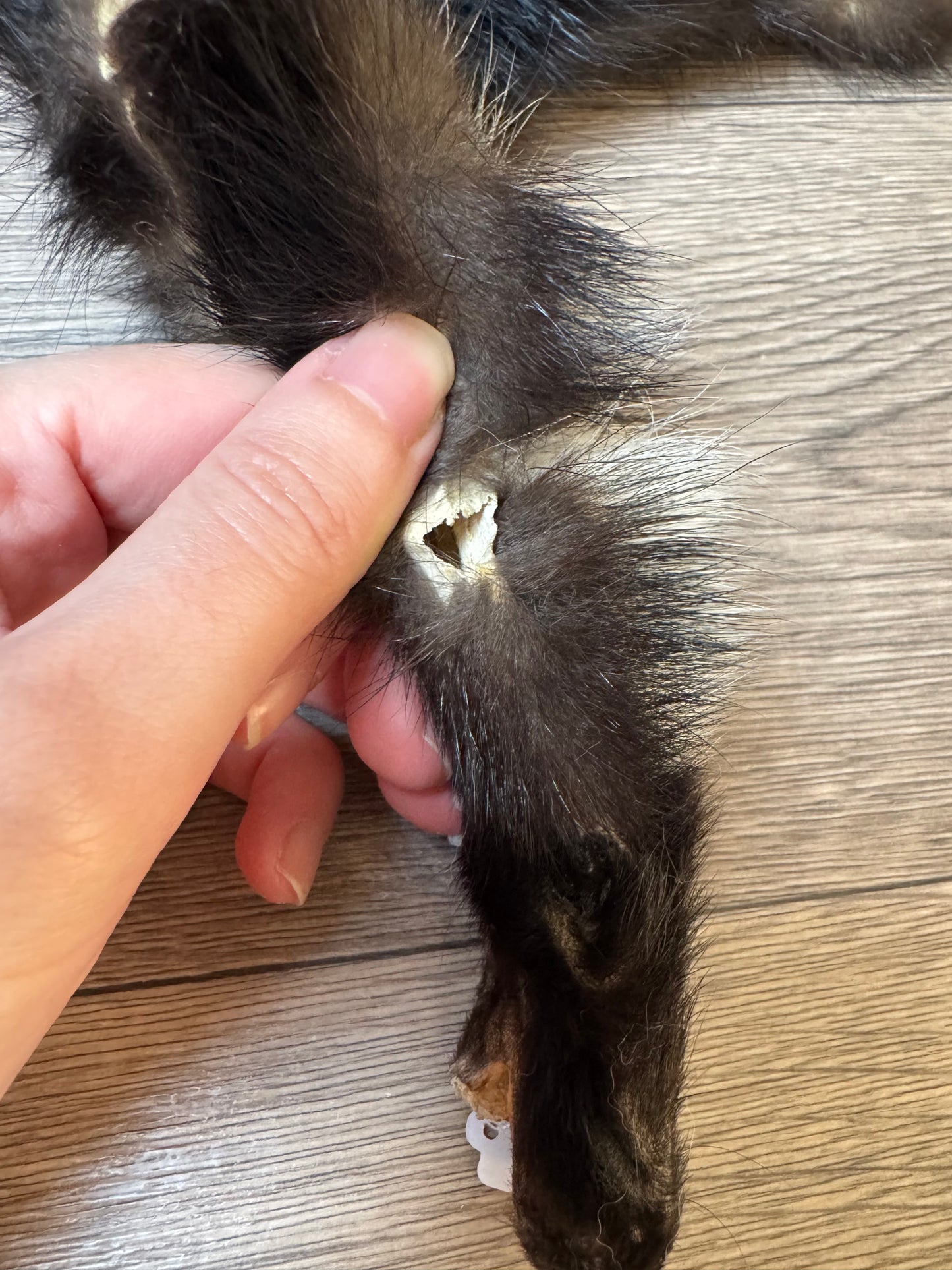 Male skunk mountable pelt (1)