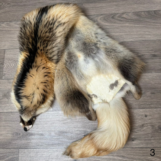 Arctic tanuki pelt (3)