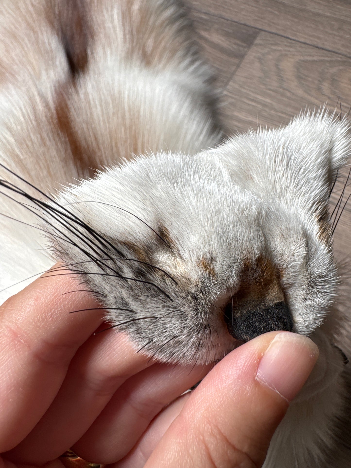 Sun Glow fox pelt (4)