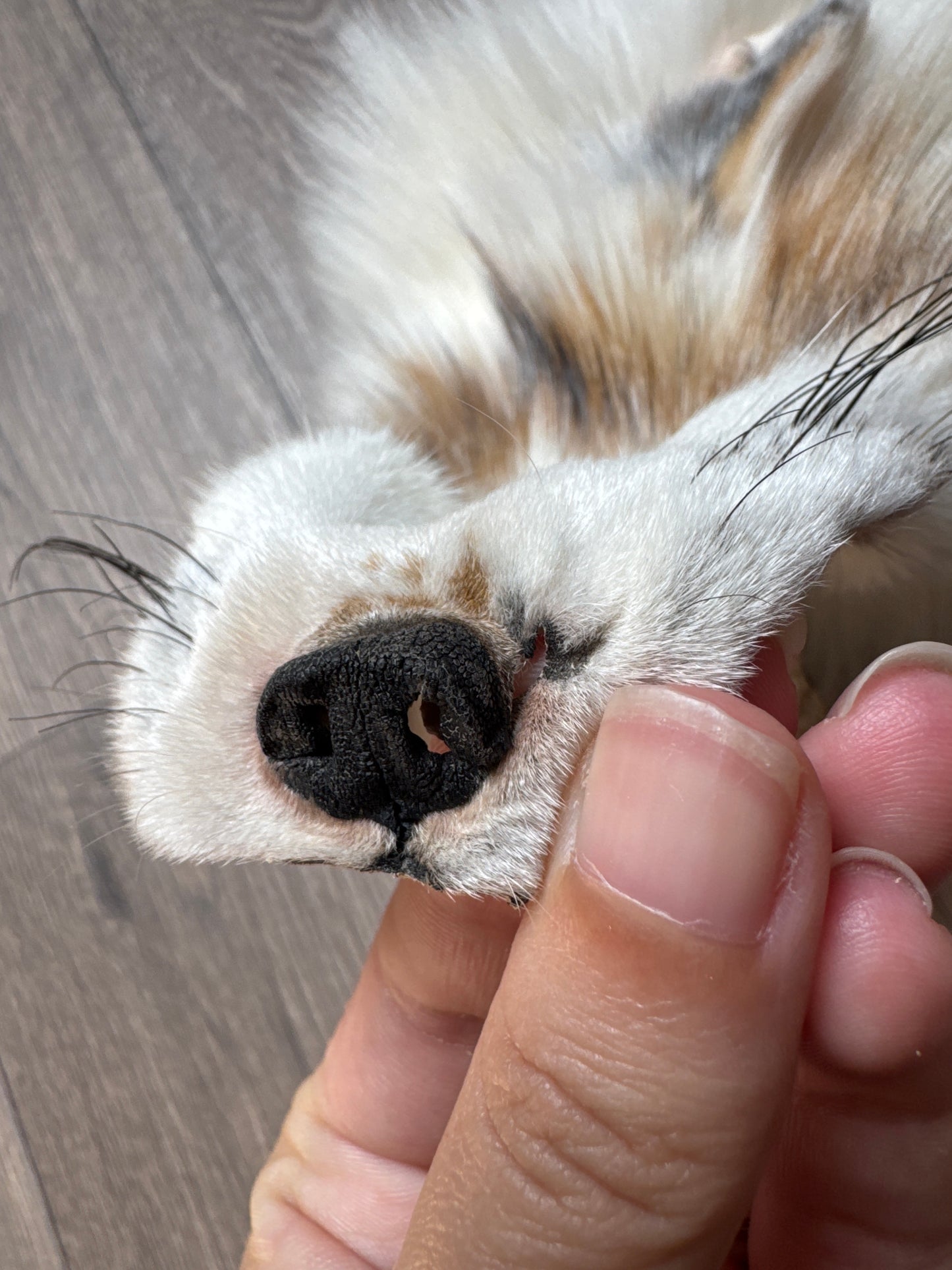 Sun Glow fox pelt (15)