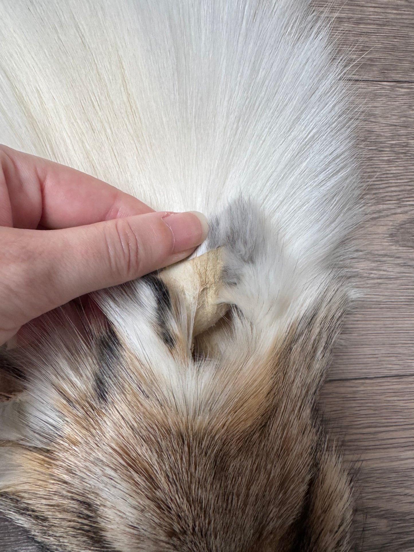 Sun Glow fox pelt (23)