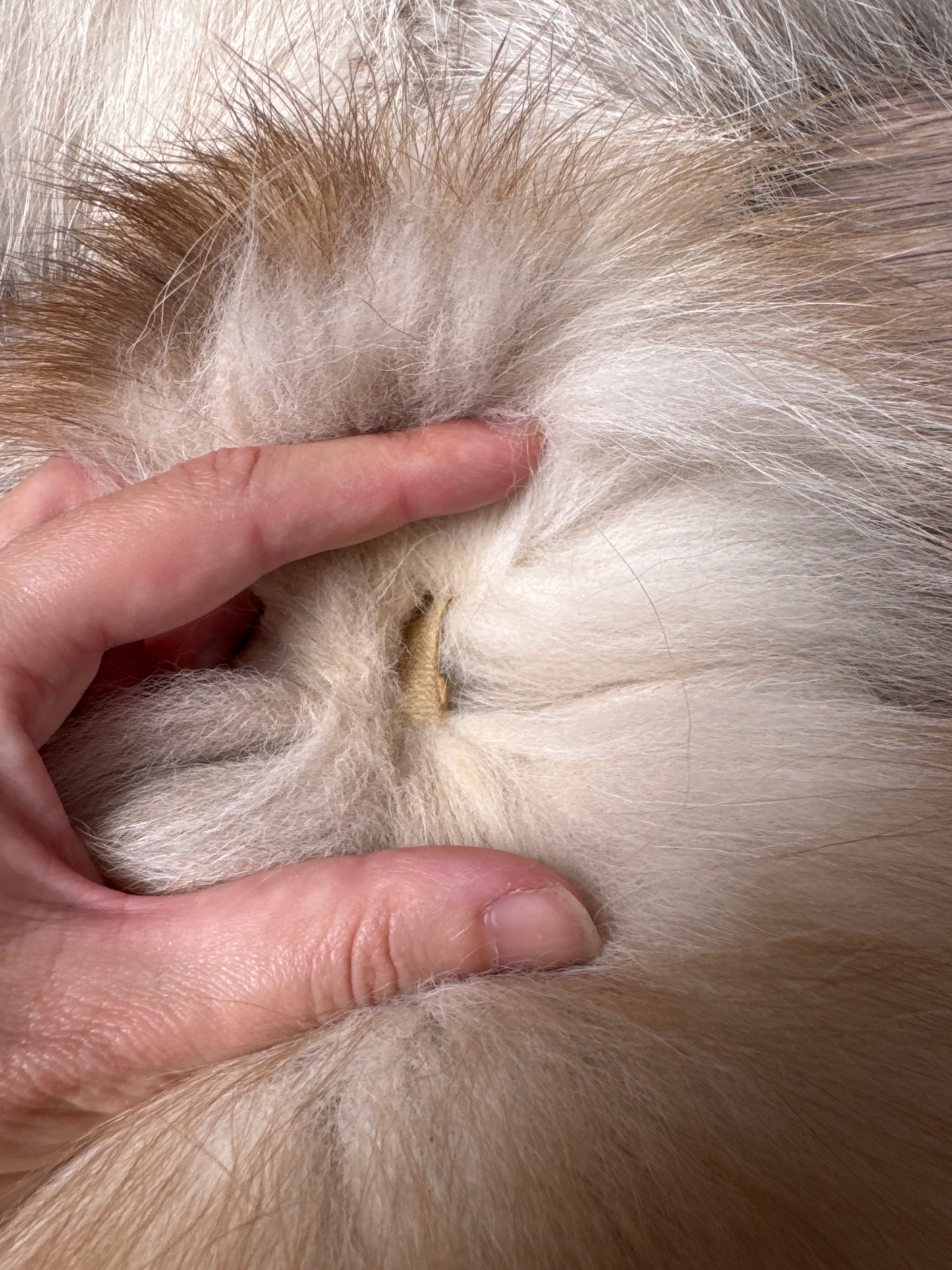 Smokey Snow Glow Whitemark fox pelt (4)