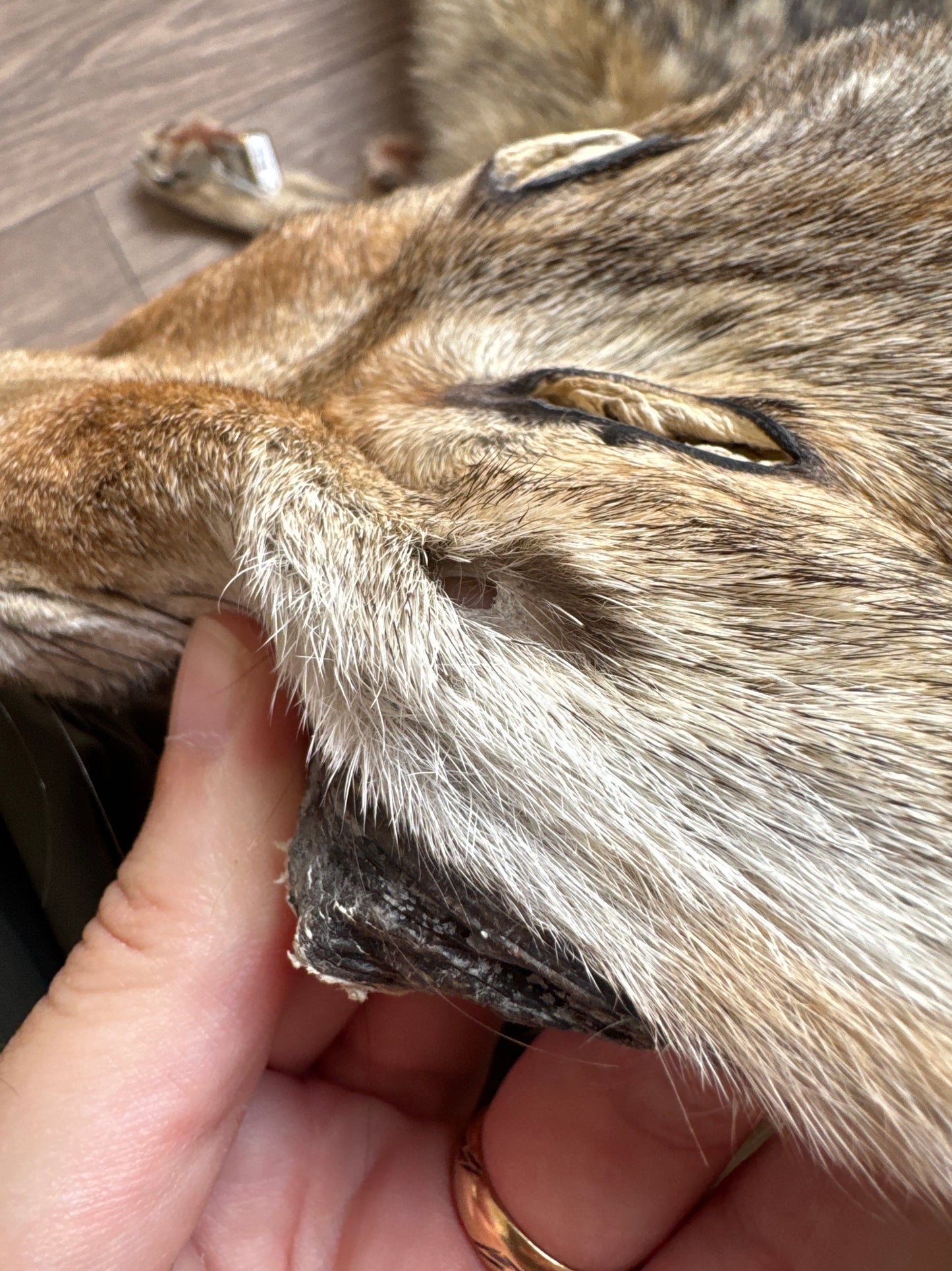 Male coyote mountable pelt (7)