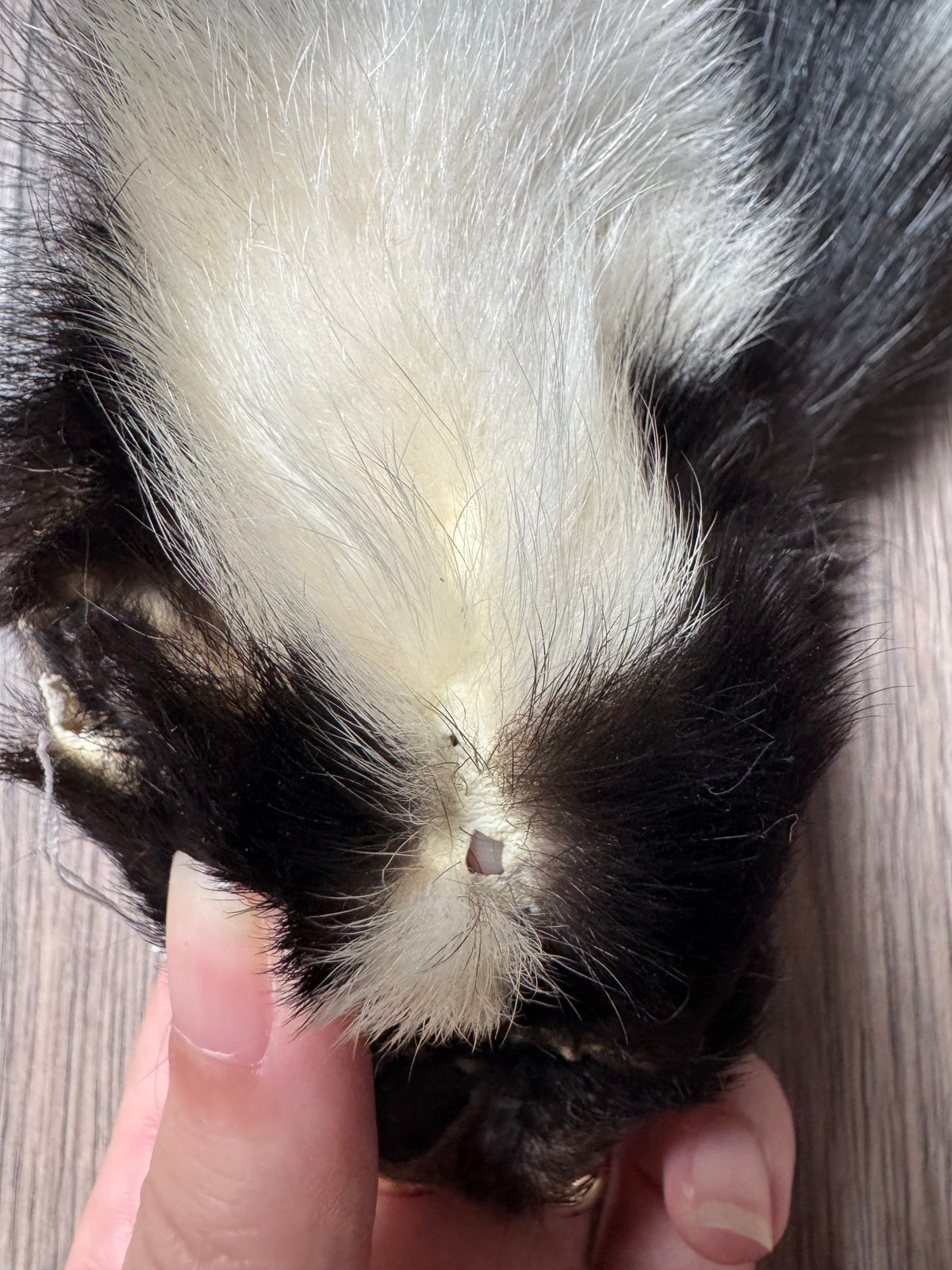 Skunk pelt (1)