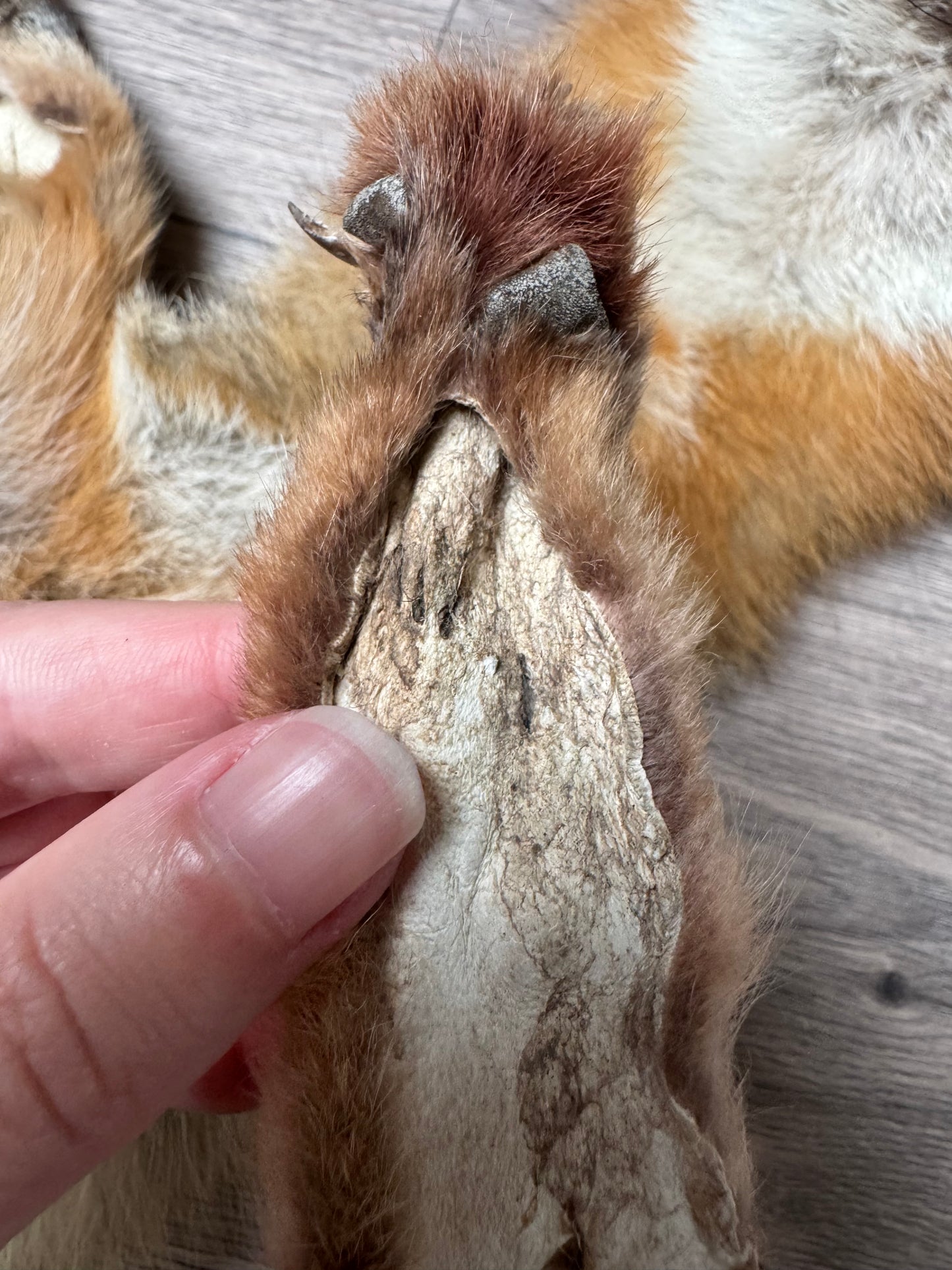Female grey fox mountable pelt (11)
