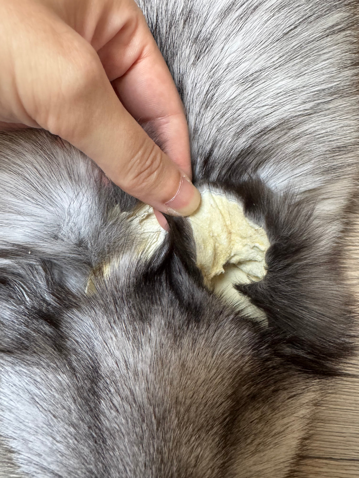 Blue fox pelt (4)