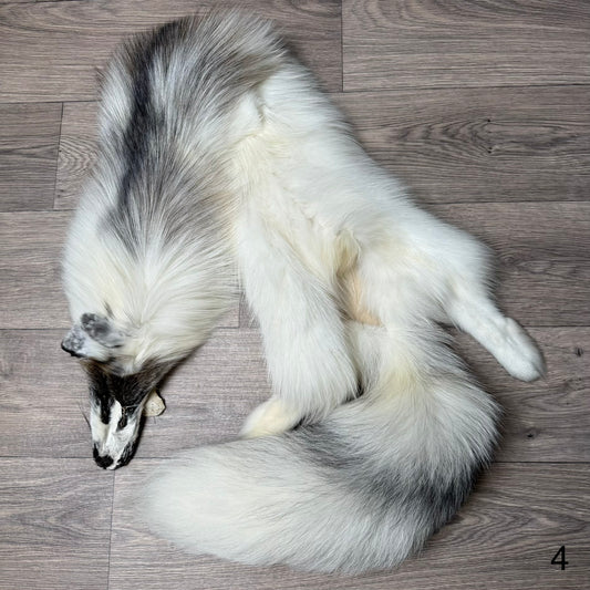 Cross Marble fox pelt (4)