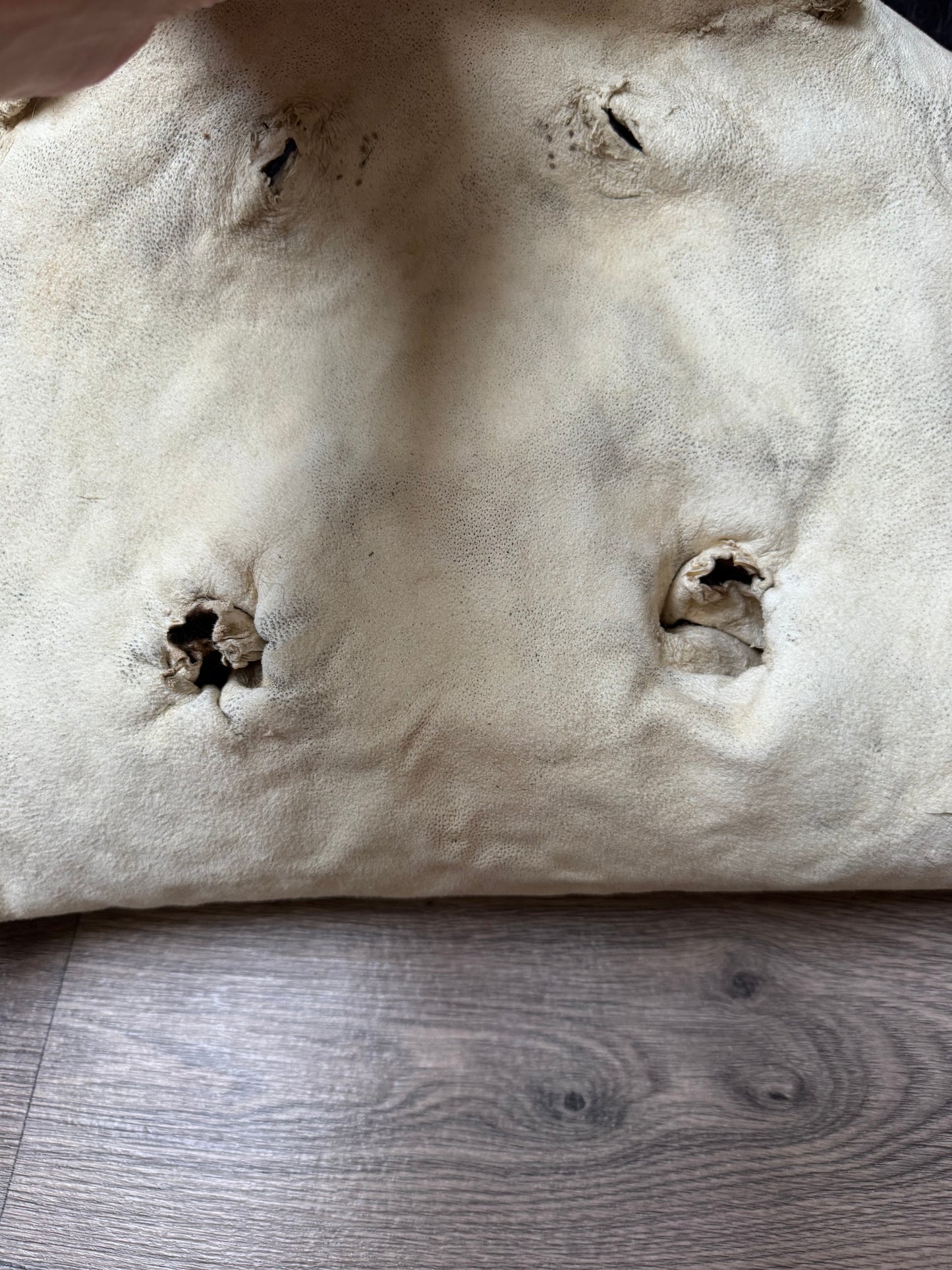 Black bear hide (3)