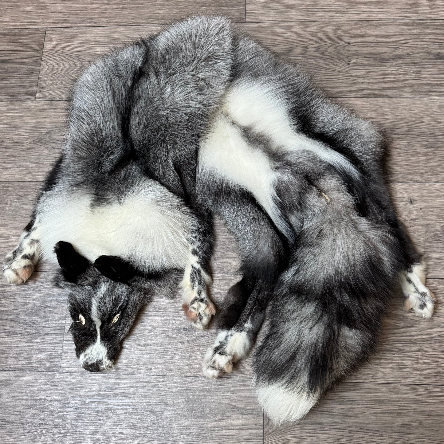 Male Silver Ringneck fox mountable pelt (tag 42)