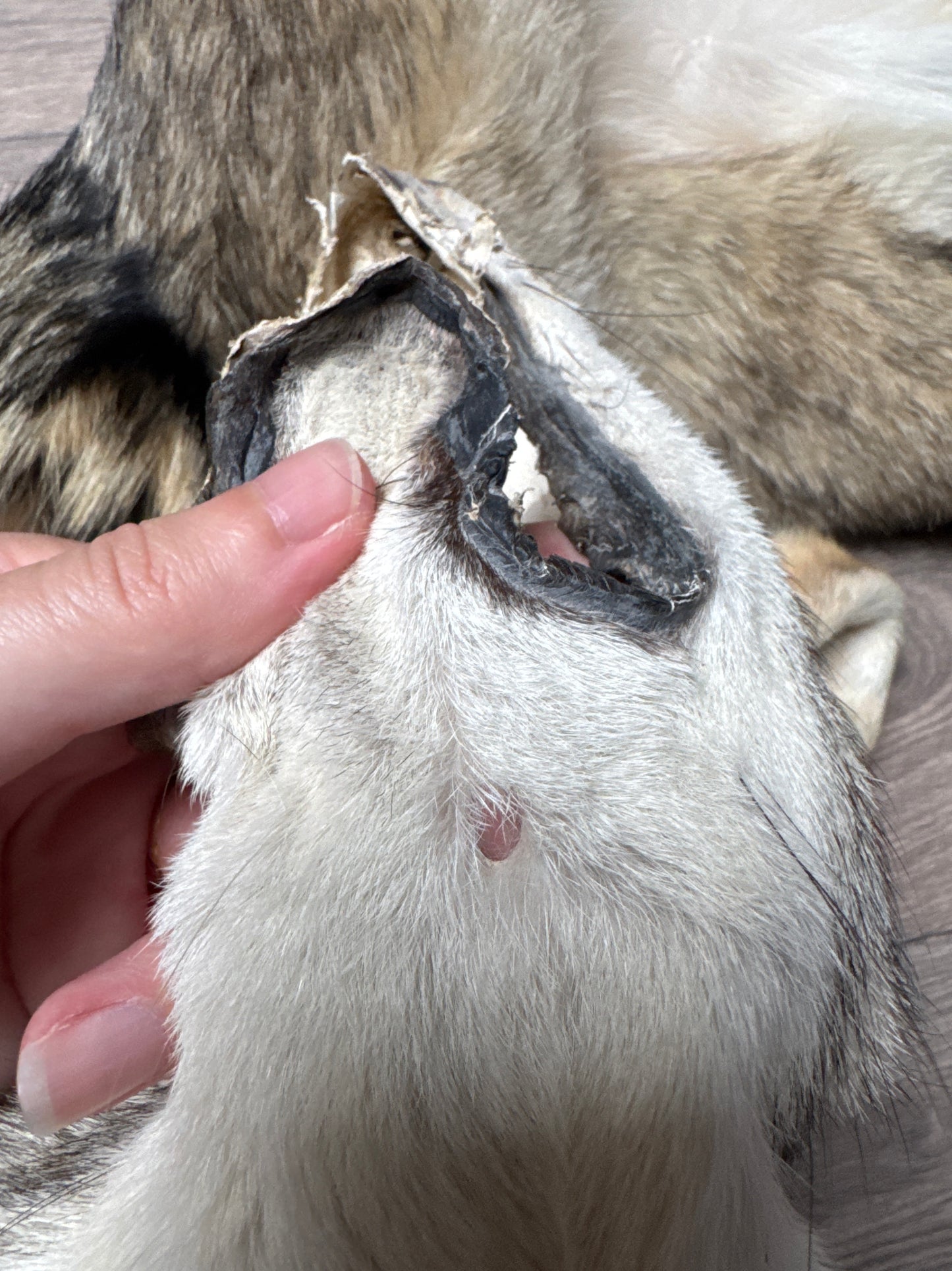 Female coyote mountable pelt (6)