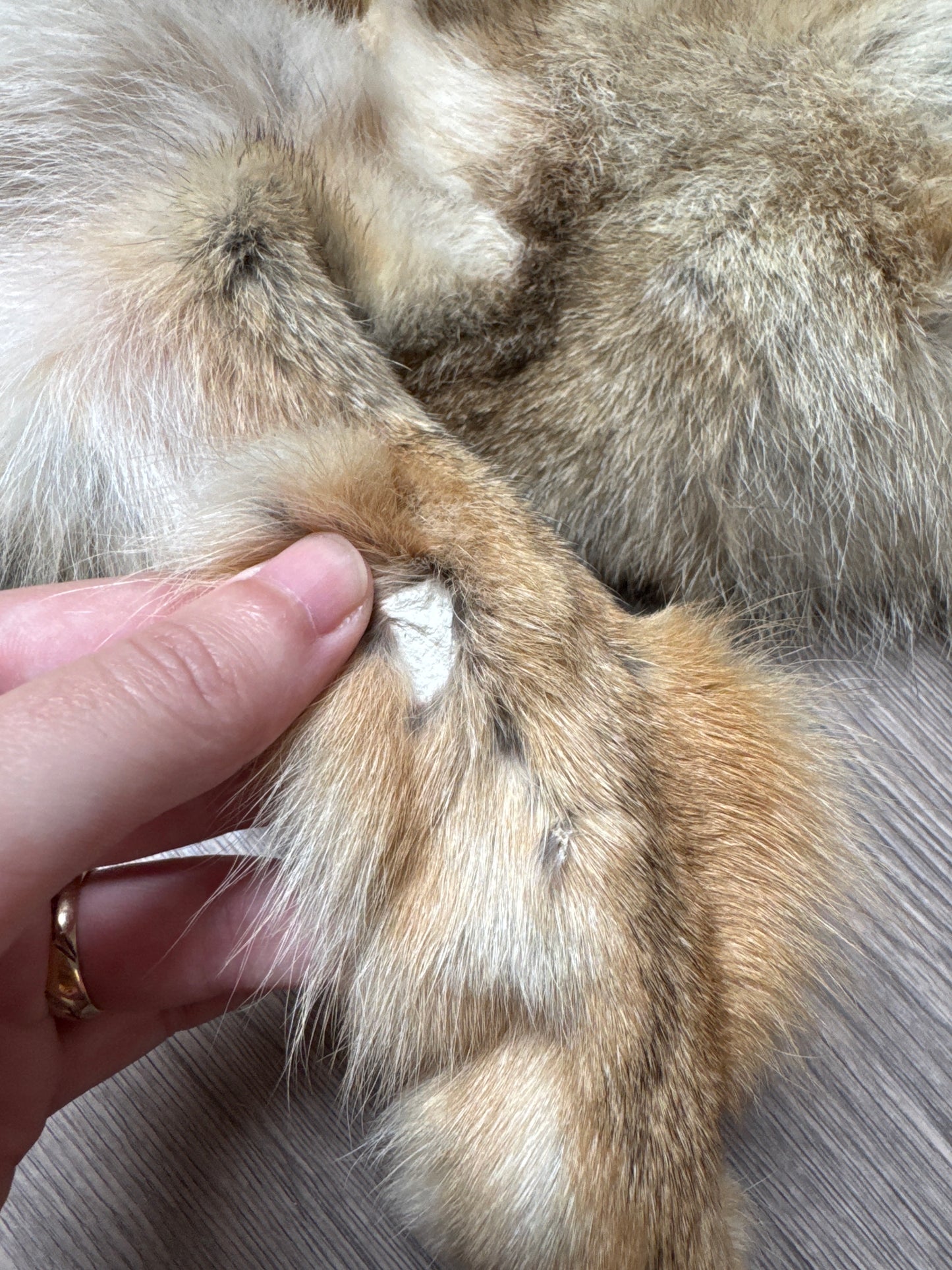 Male coyote mountable pelt (1)