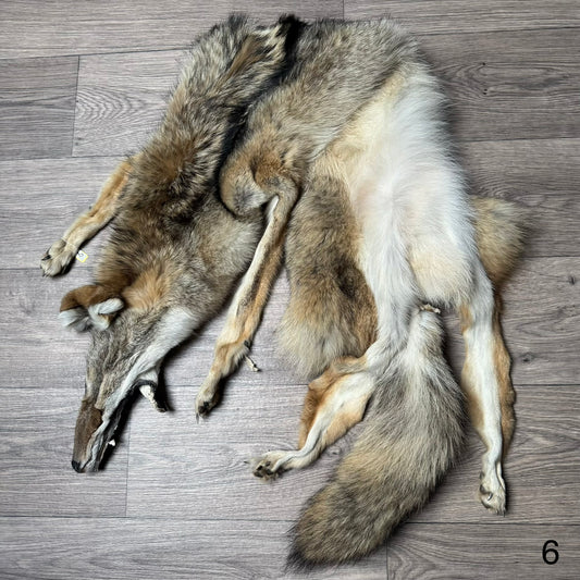 Female coyote mountable pelt (6)