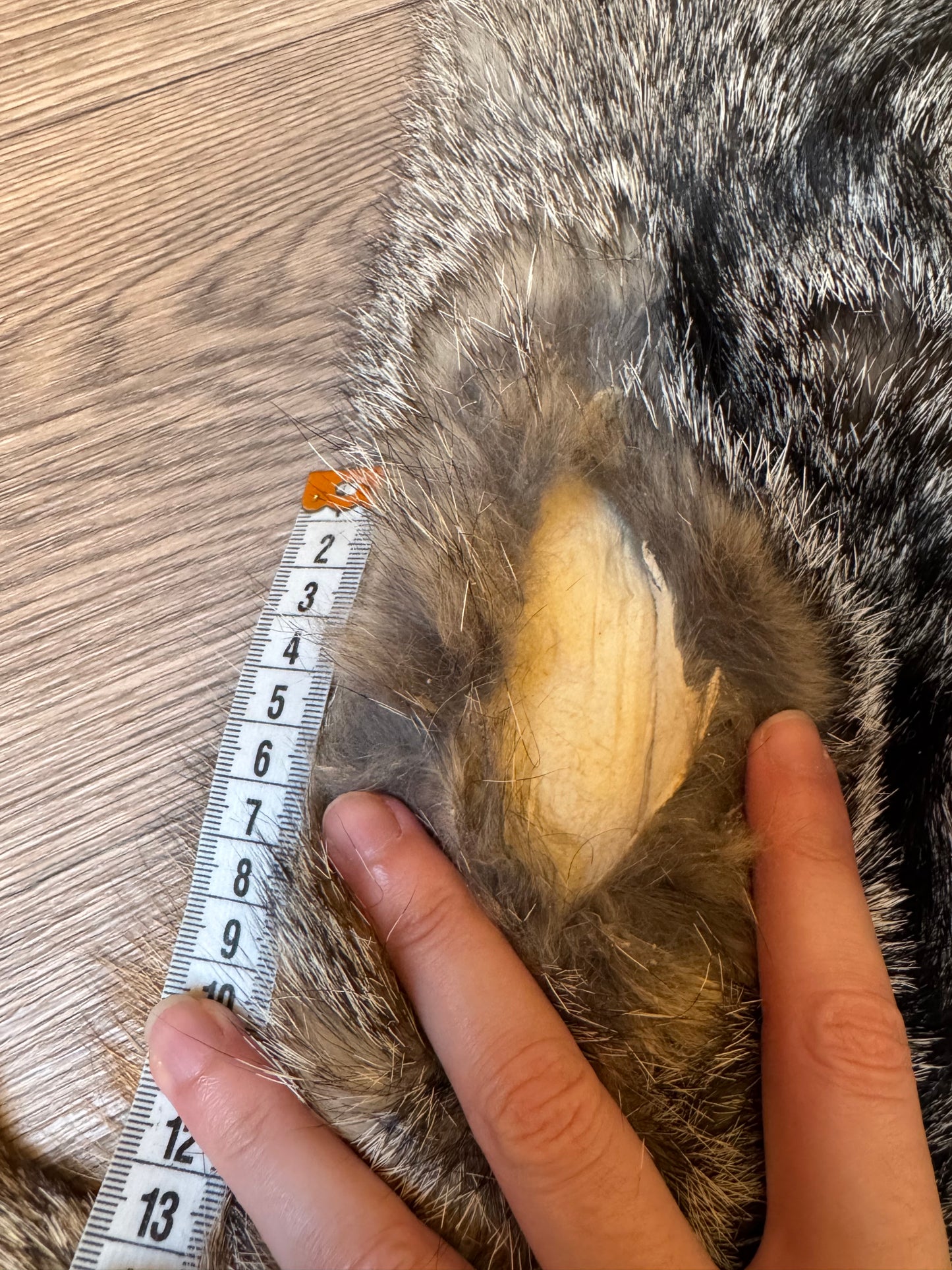 Male grey fox mountable pelt (25)