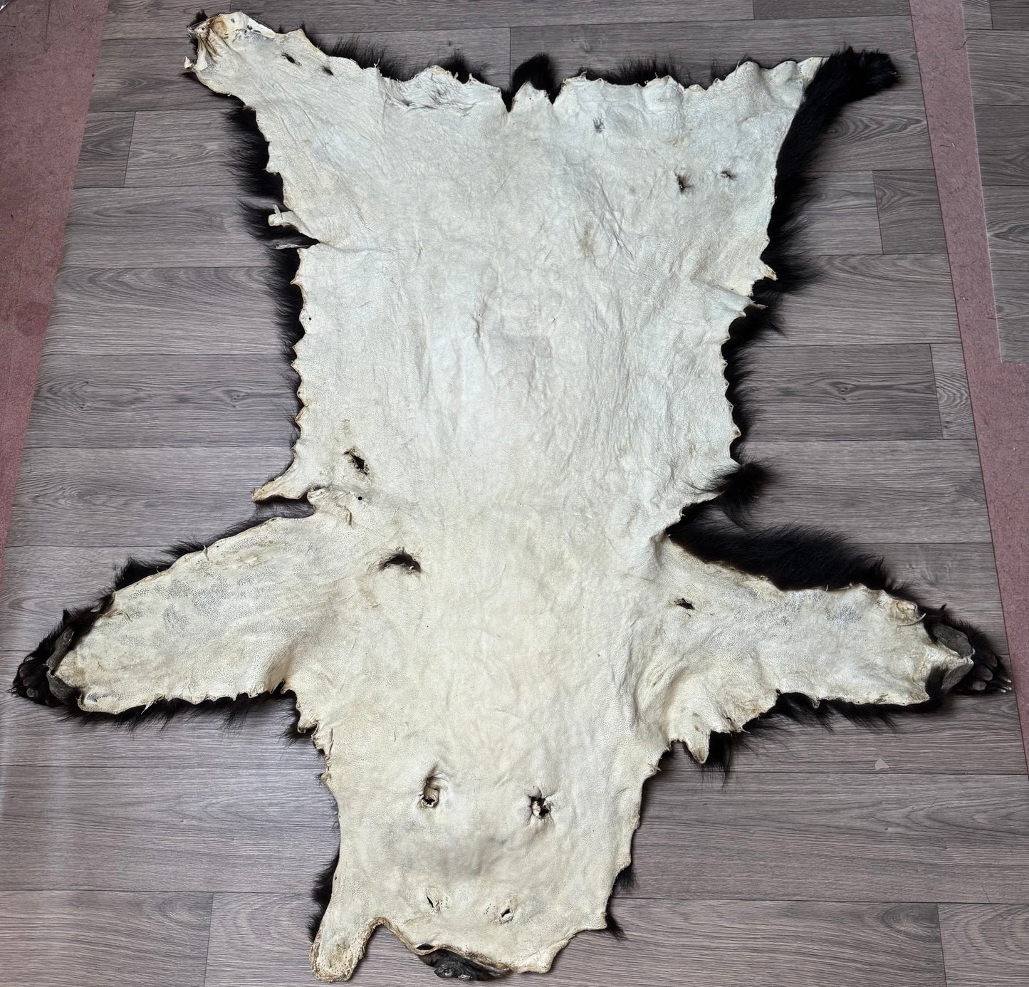 Black bear hide (3)