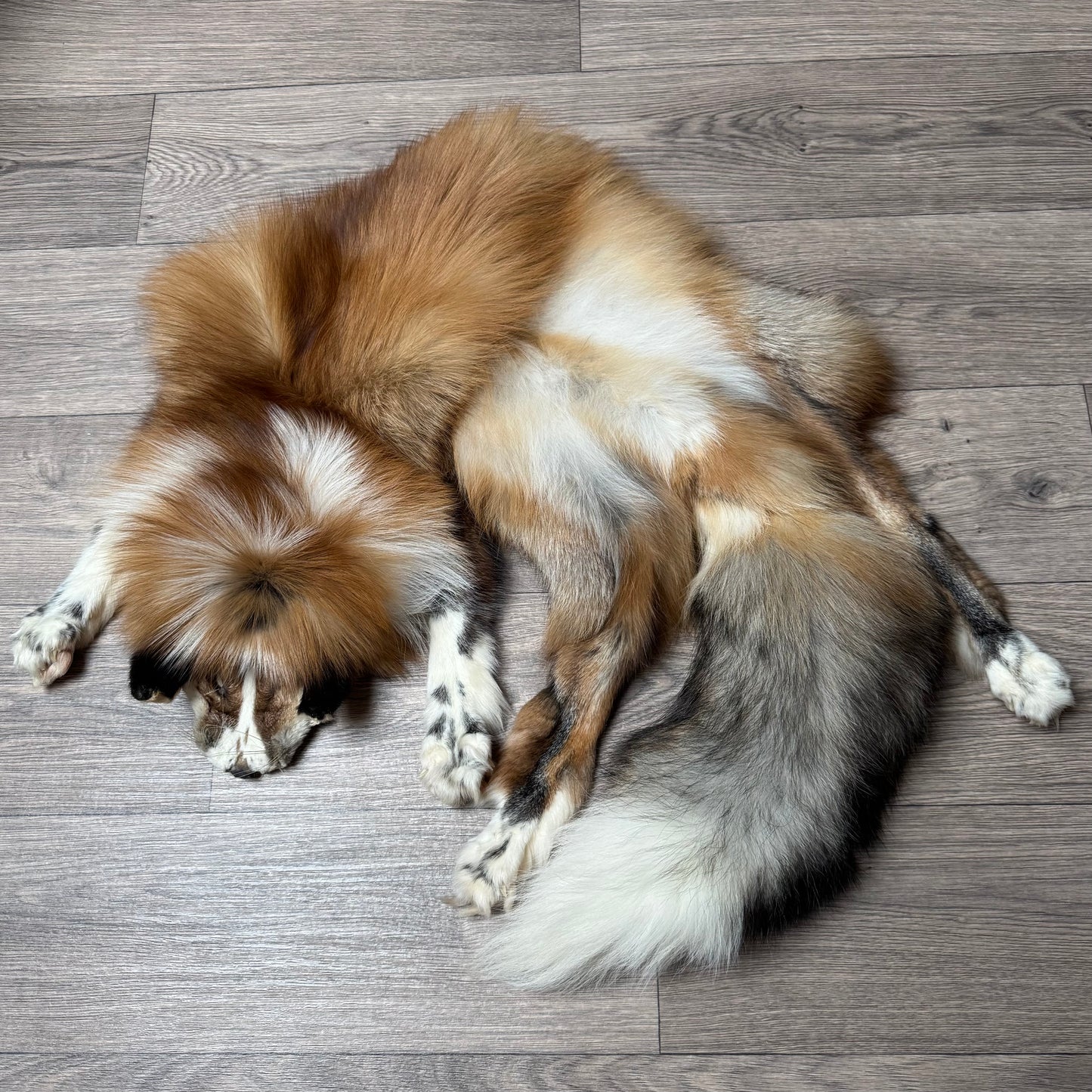 Male Gold Ringneck fox mountable pelt (tag 40)