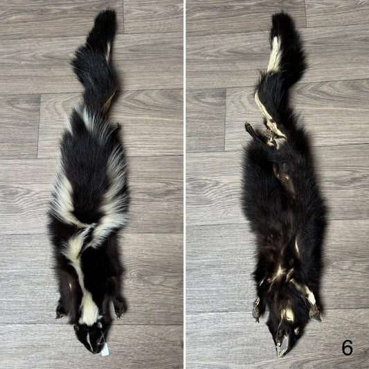 Male skunk mountable pelt (6)
