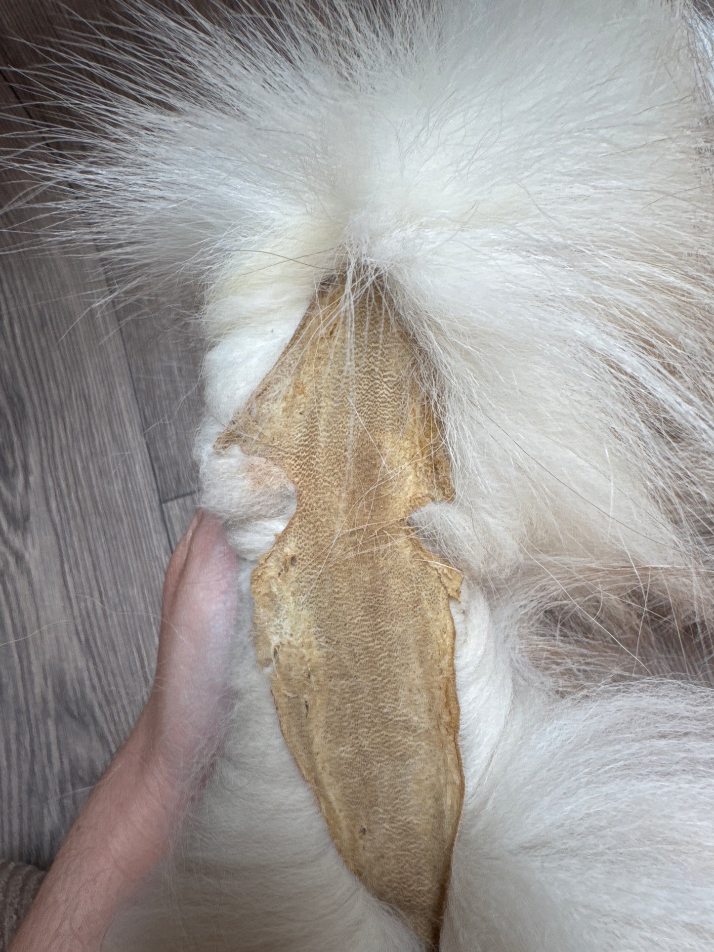 Smokey Snow Glow Whitemark fox pelt (1)