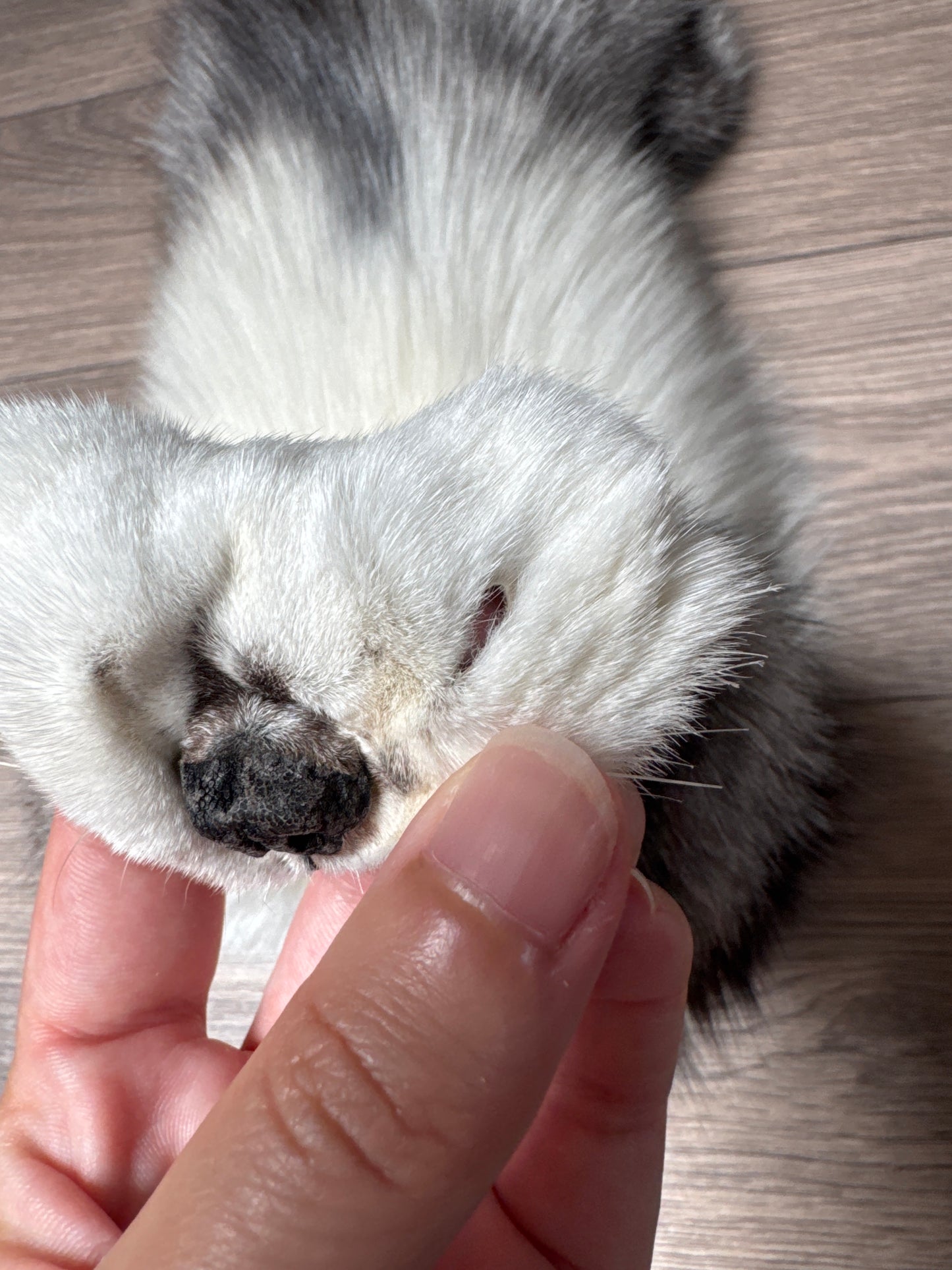 Platinum fox pelt (4)