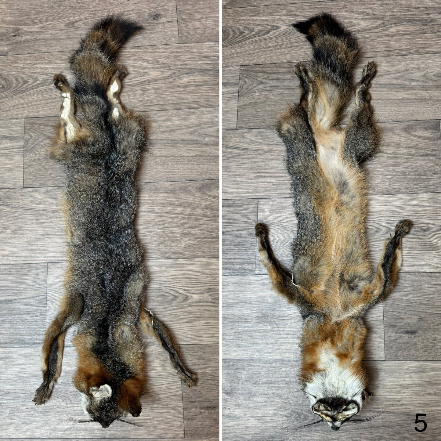 Female grey fox mountable pelt (5)