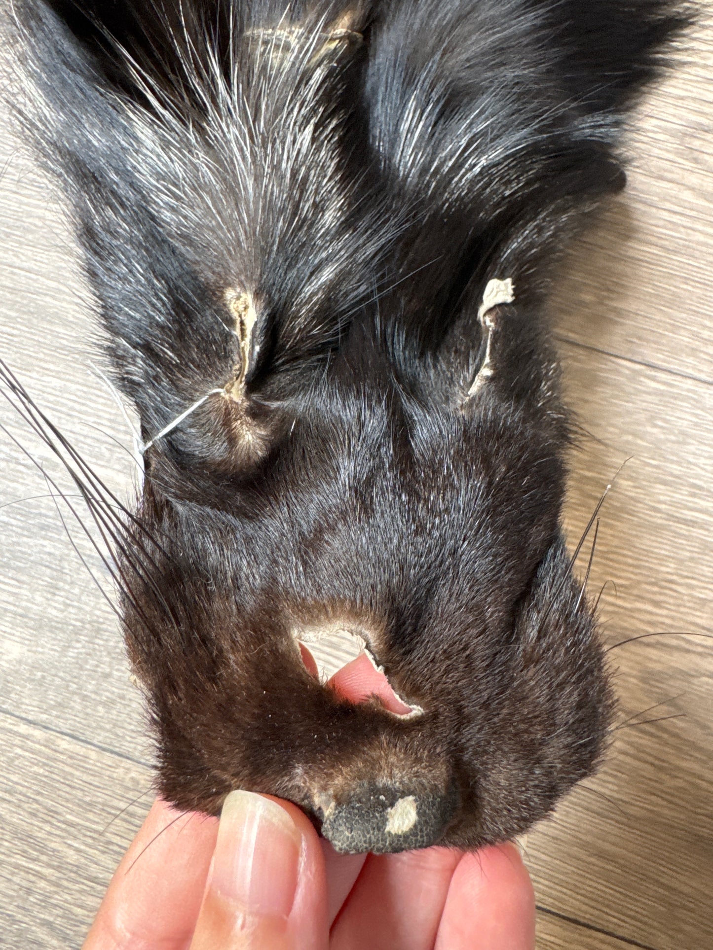 Silver fox pelt (16)