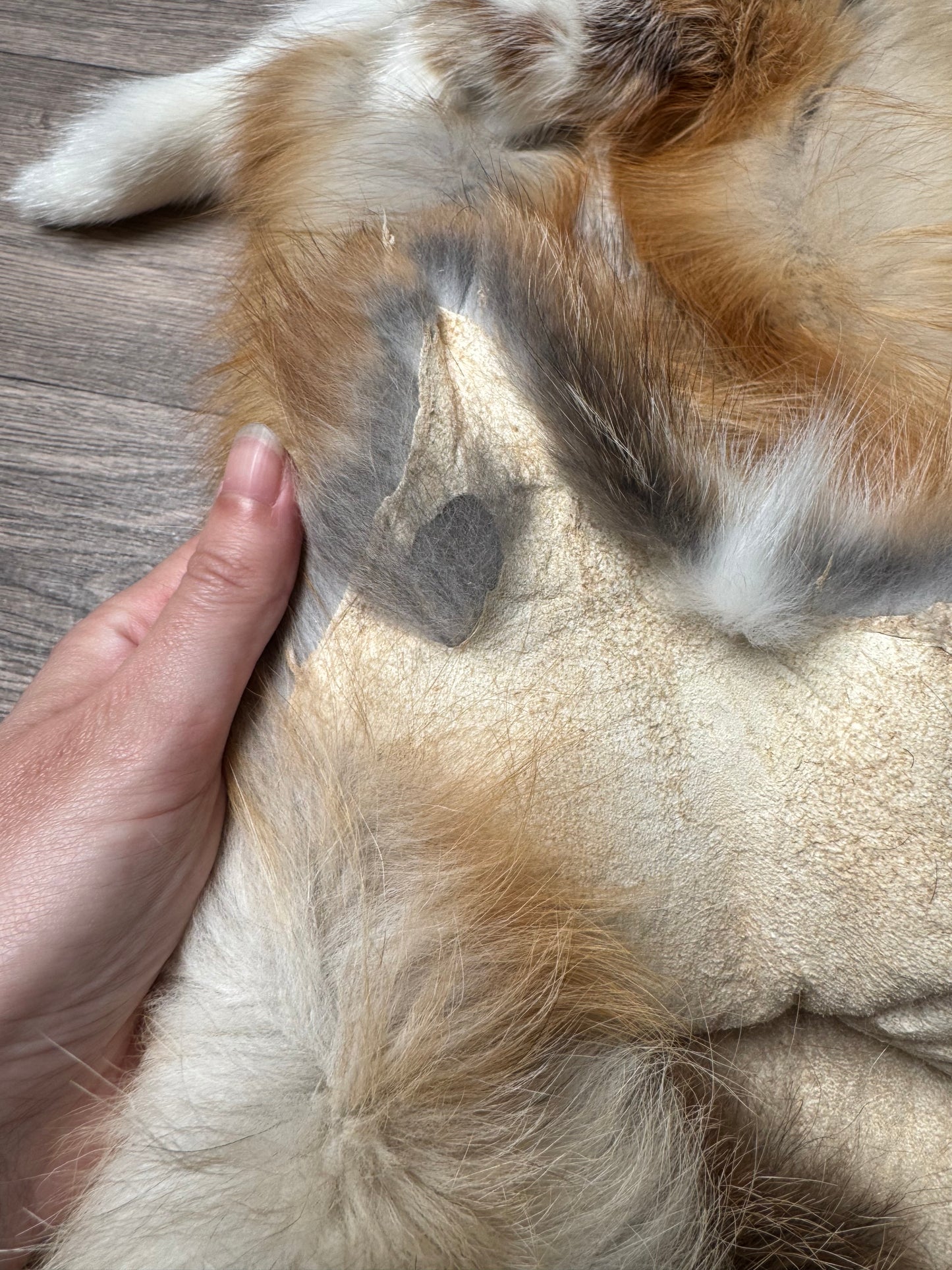 Gold Ringneck fox pelt (1)