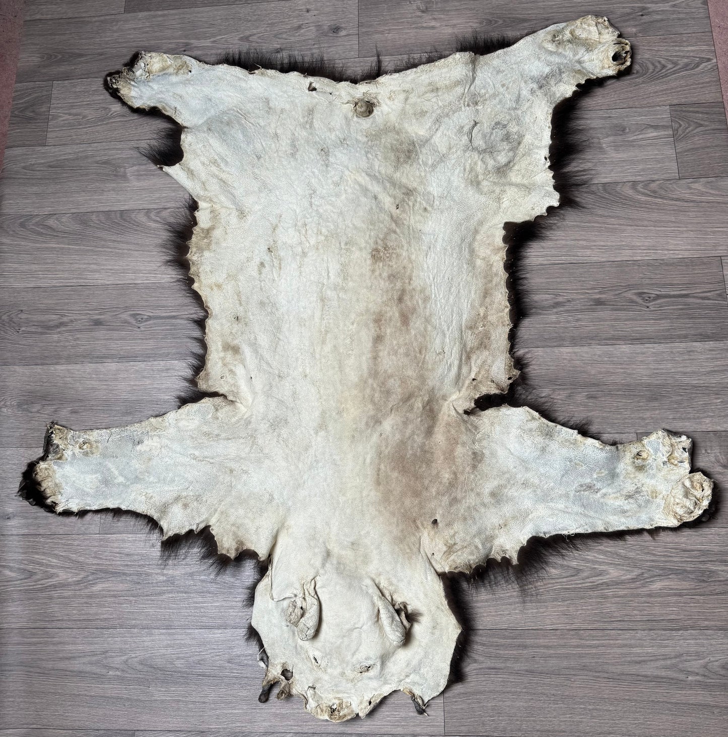 Black bear hide (1)