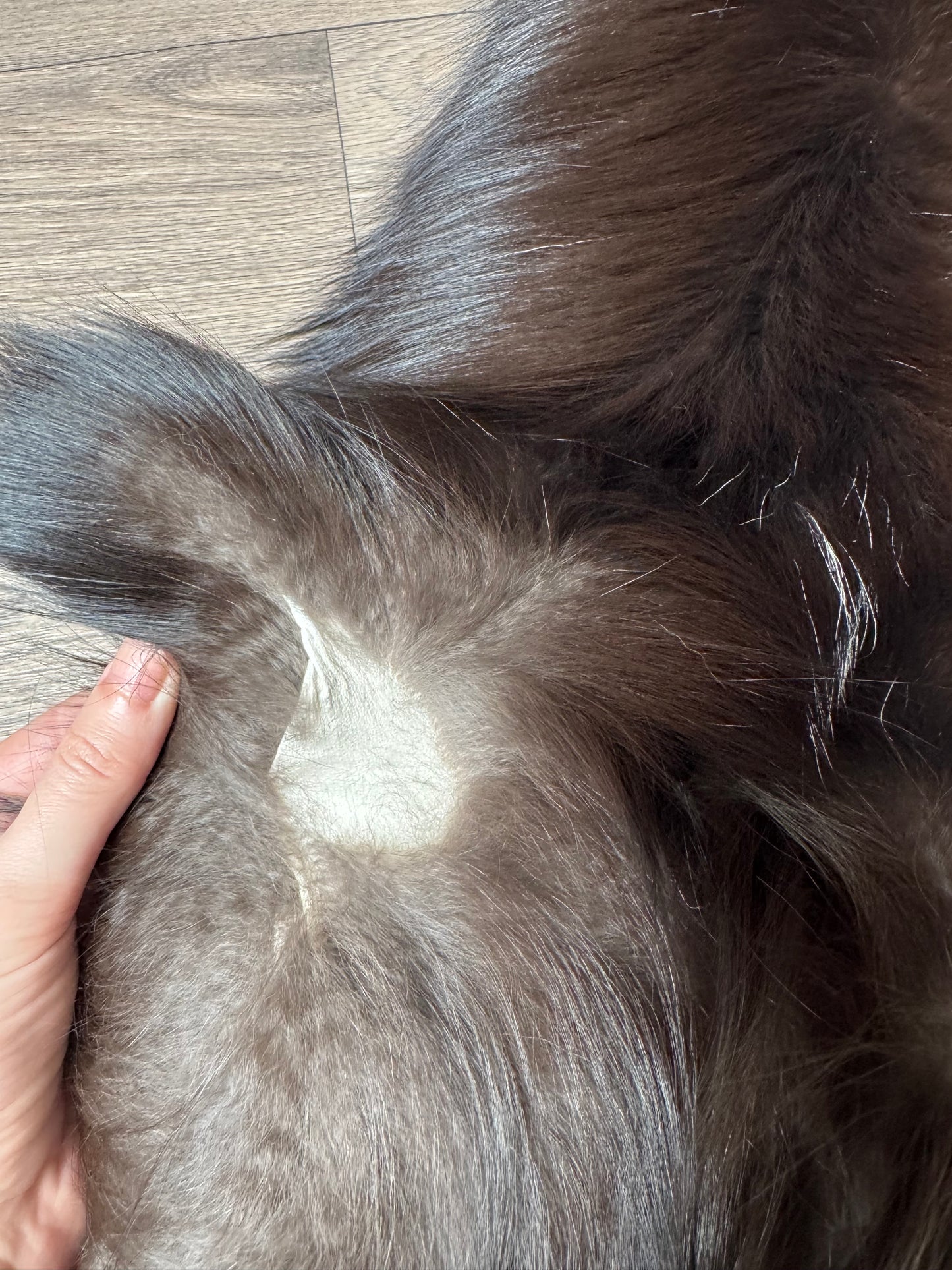 Silver fox pelt (19)