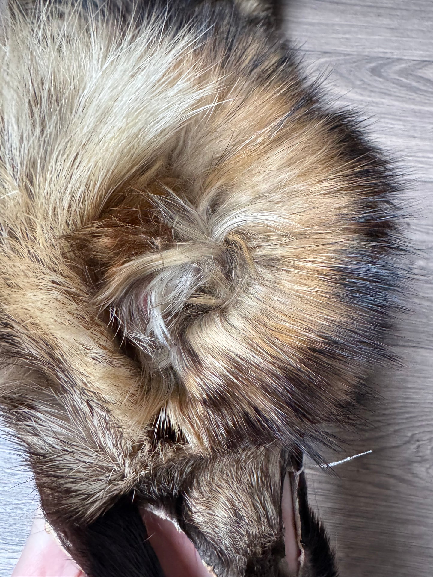 Tanuki pelt (5)