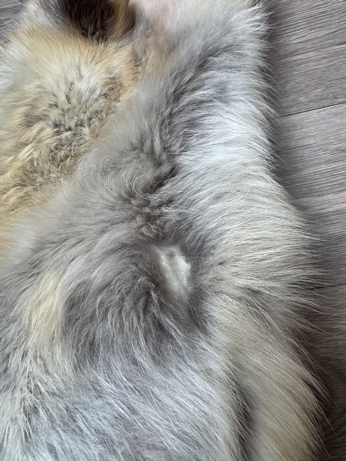 Arctic tanuki pelt (4)