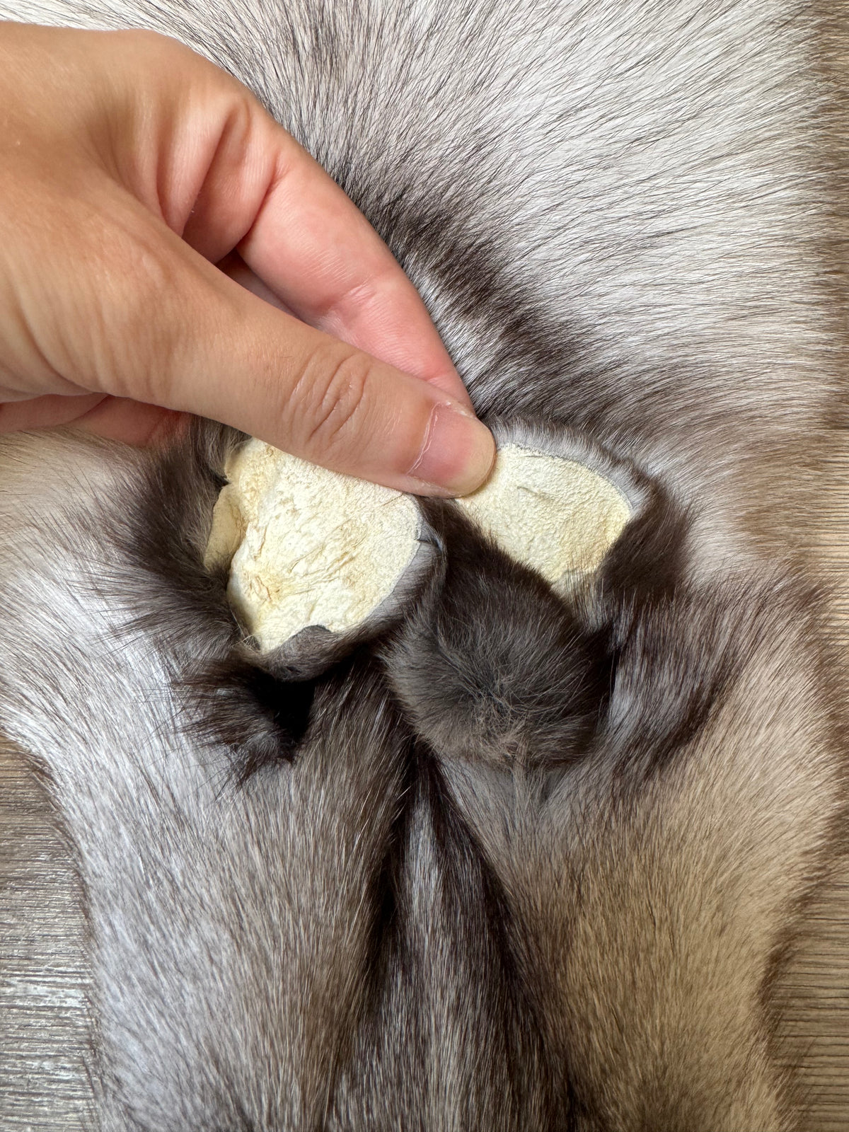 Blue fox pelt (1)
