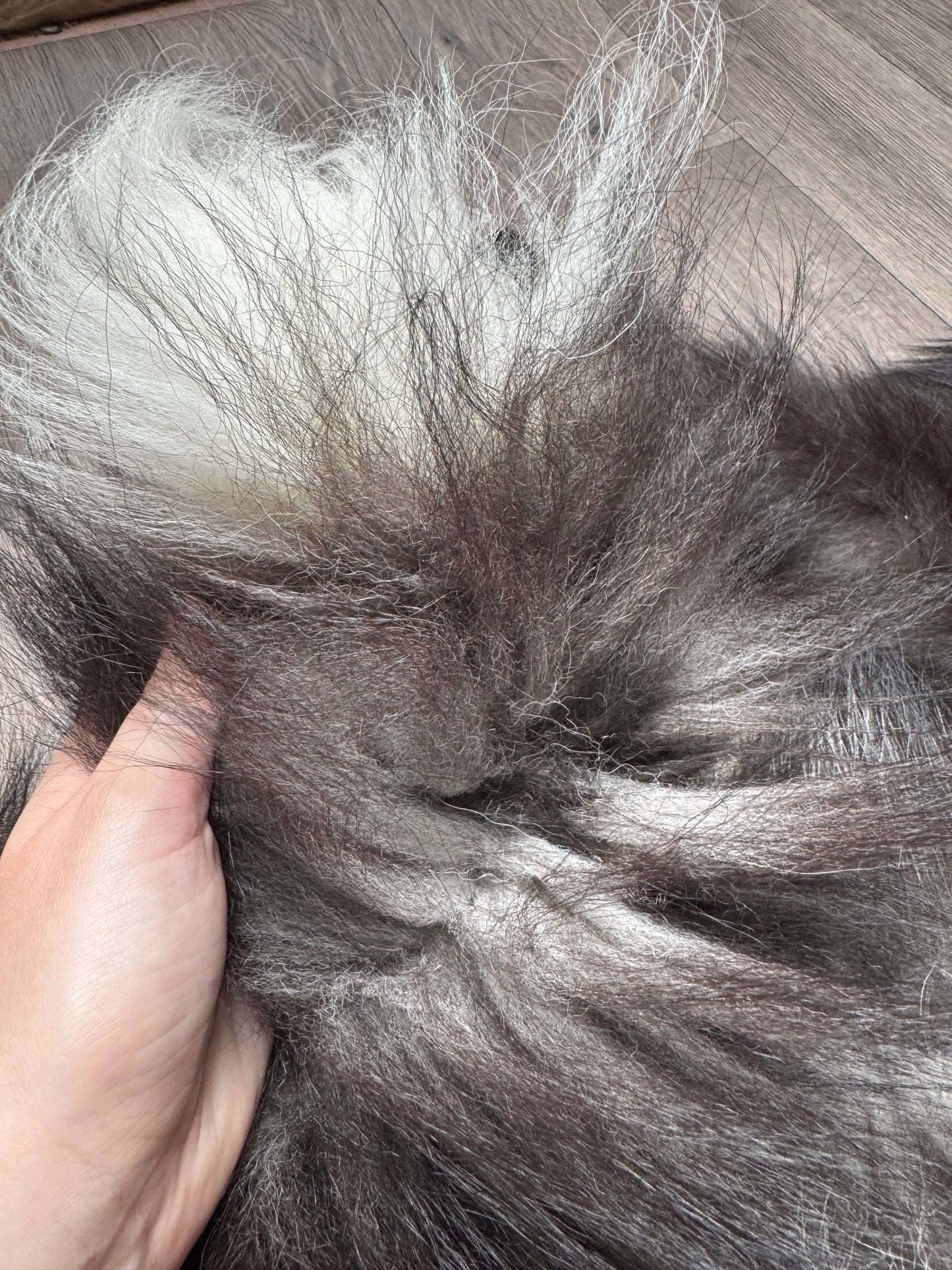 Silver fox pelt (21)