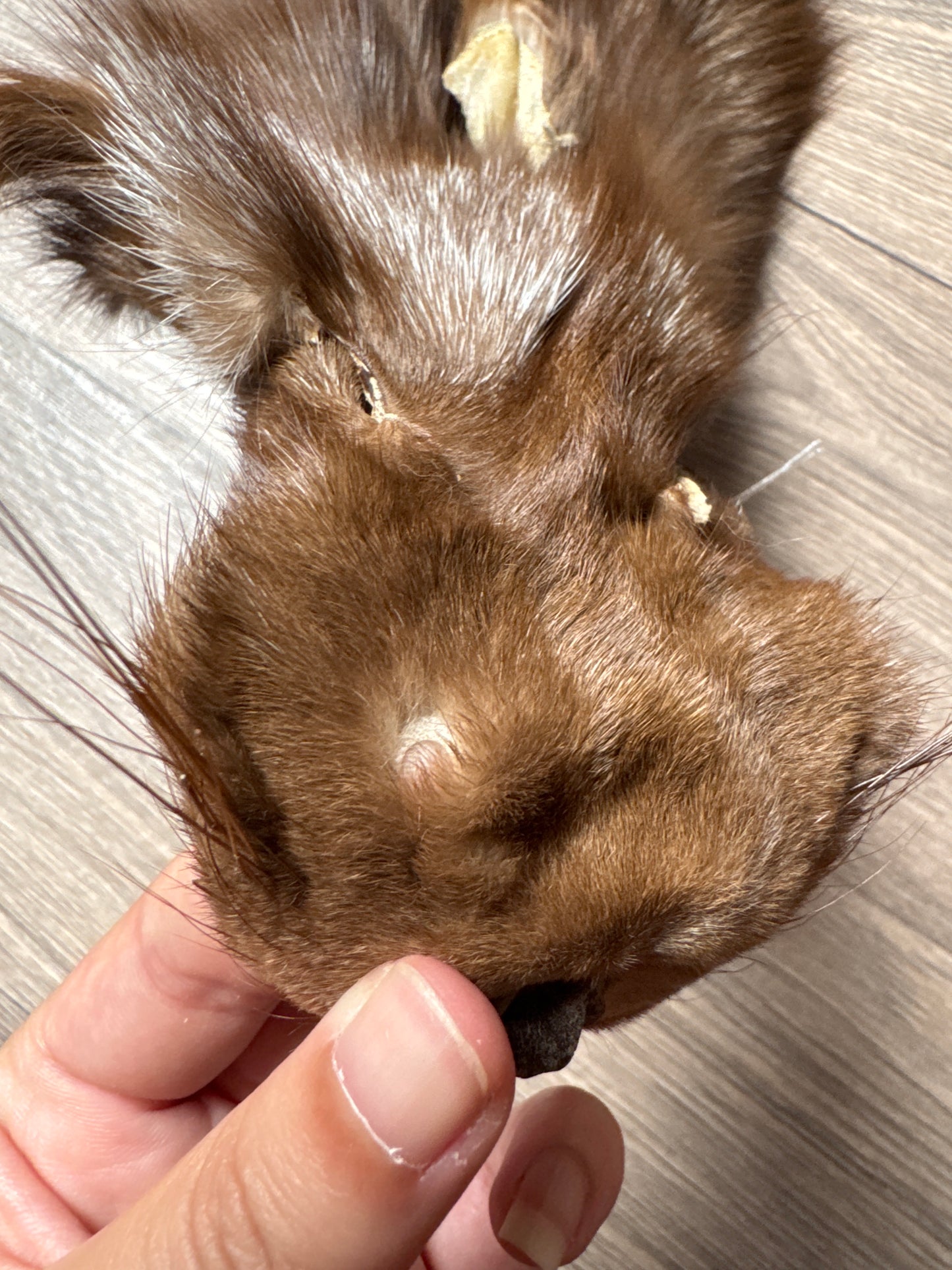 Burgundy fox pelt (8)