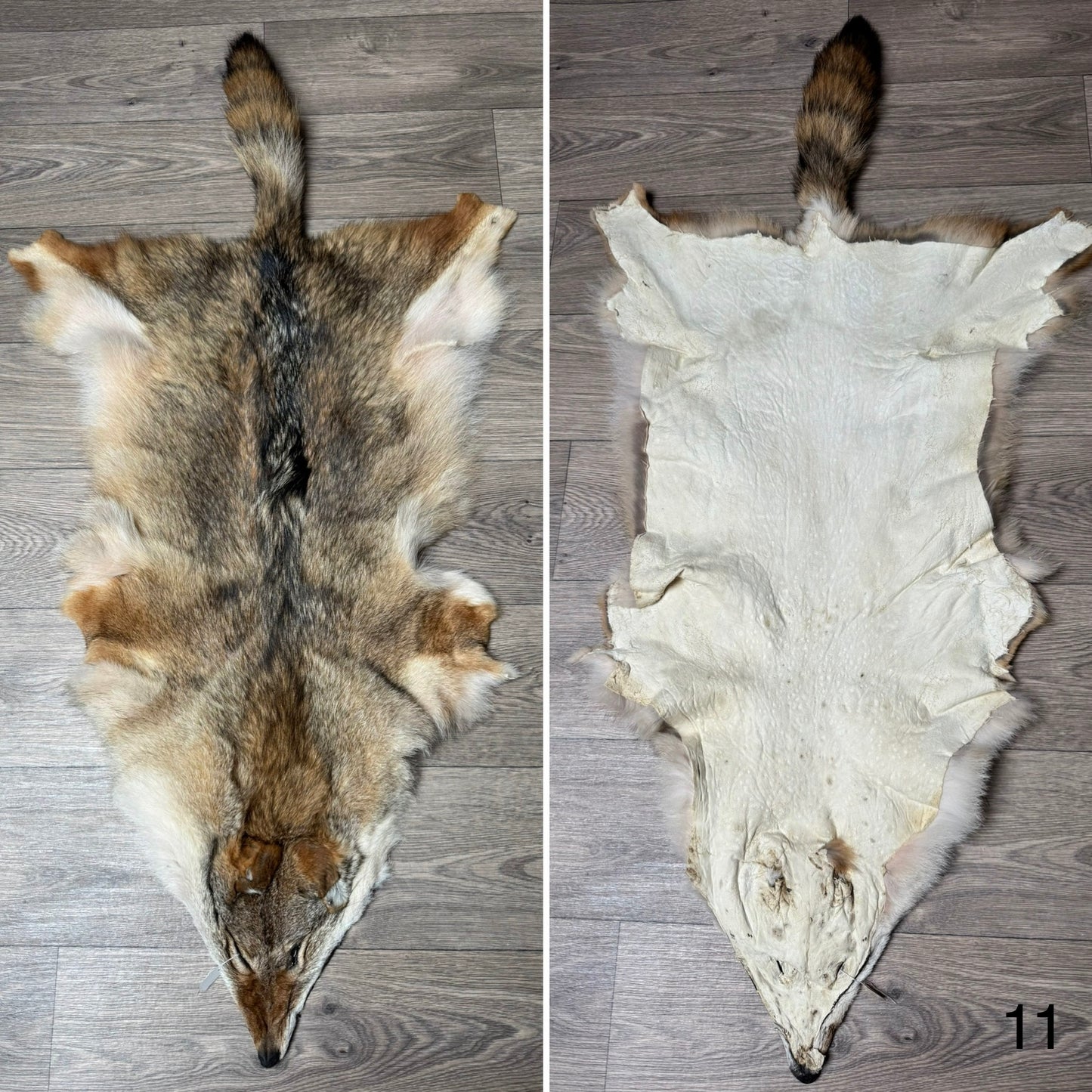 Coyote pelt (11)