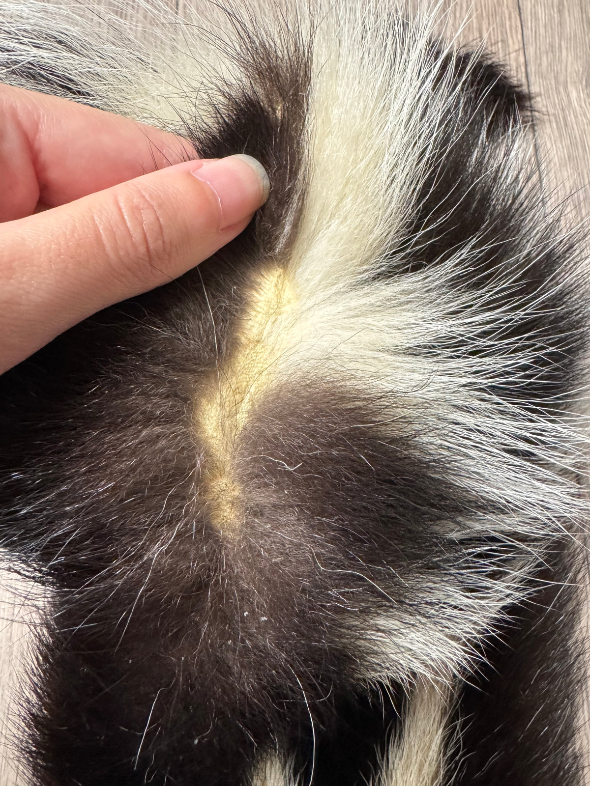 Skunk pelt (15)