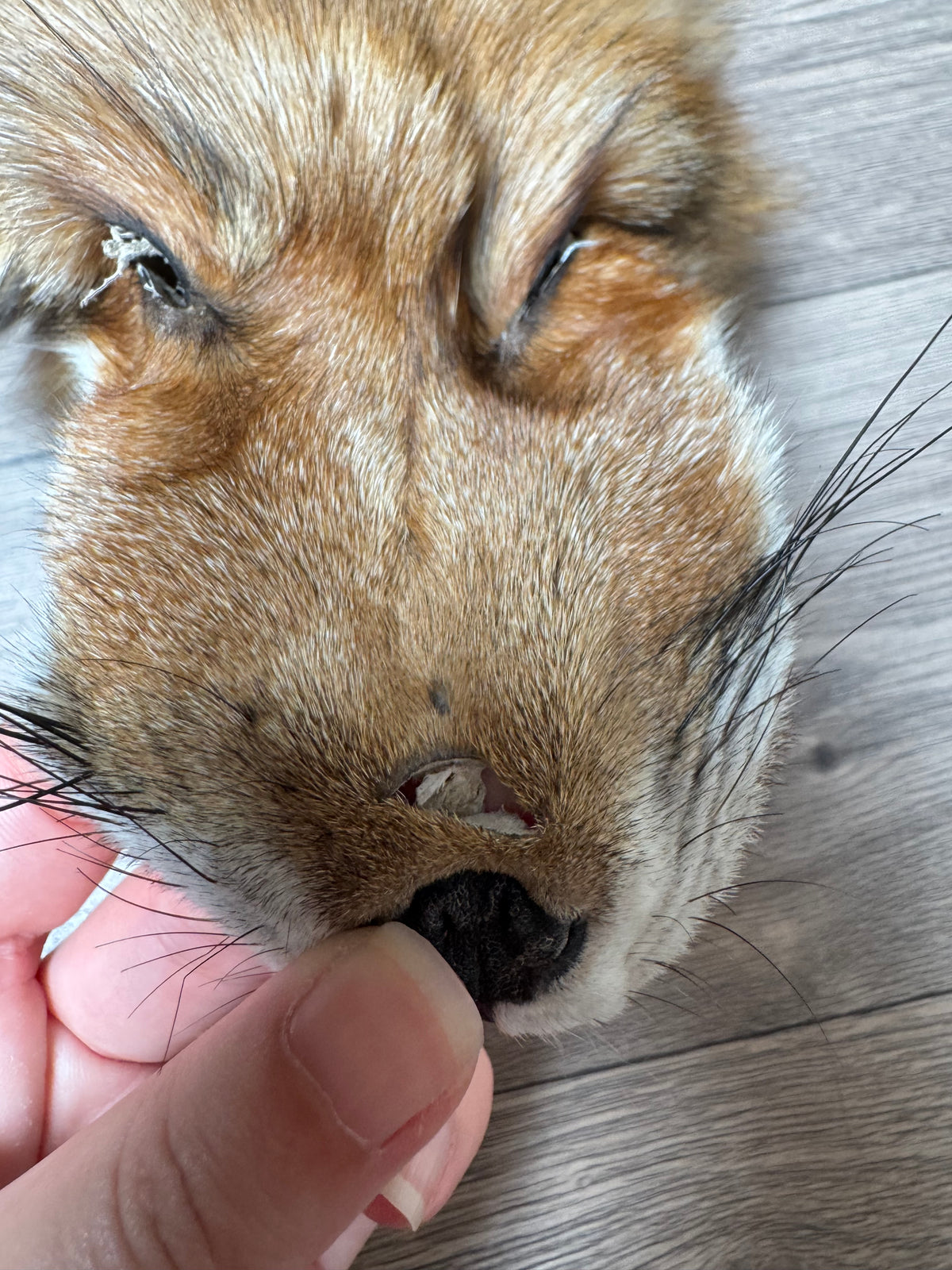 Gold fox pelt (15)